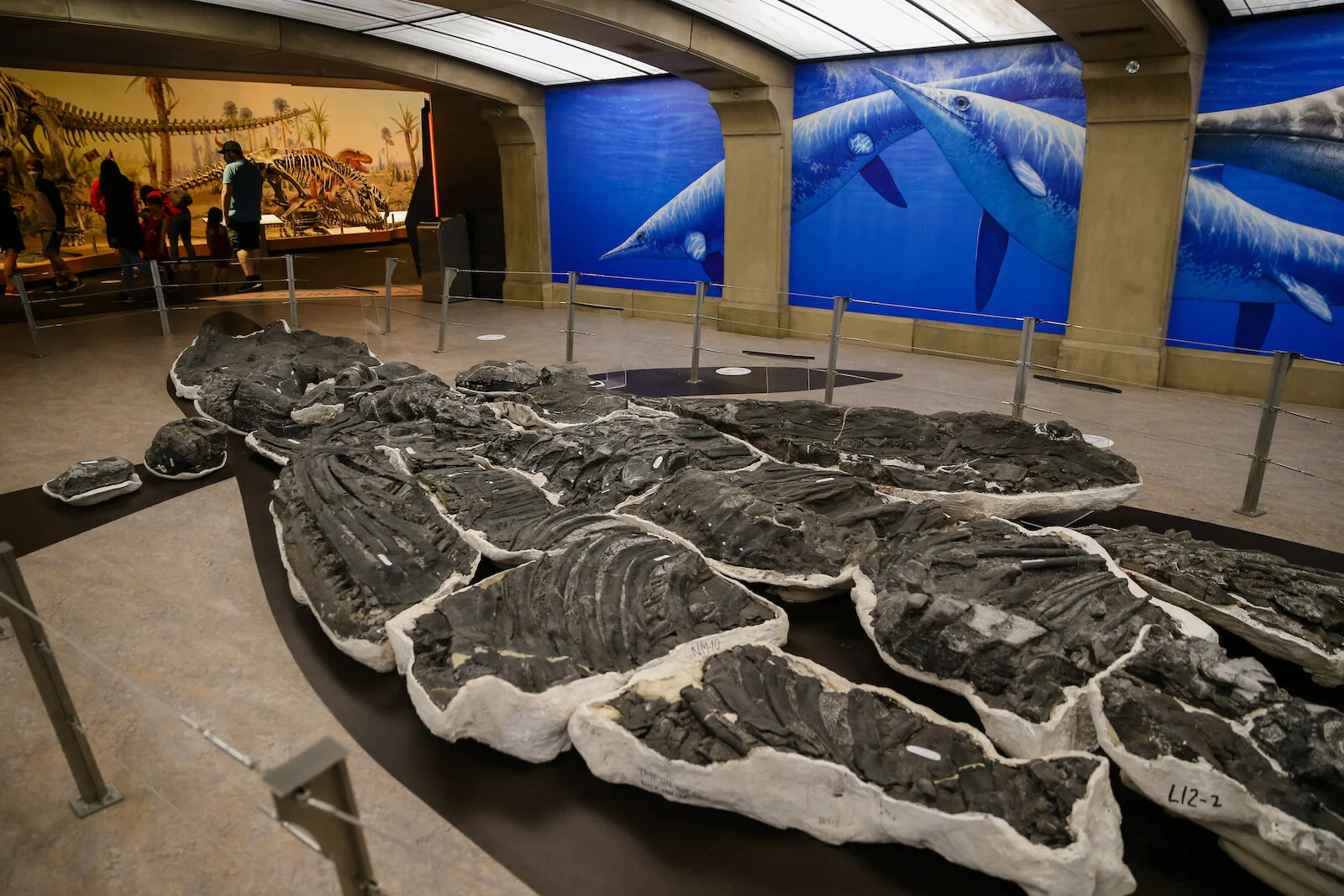 2020 Royal Tyrell Museum26.JPG