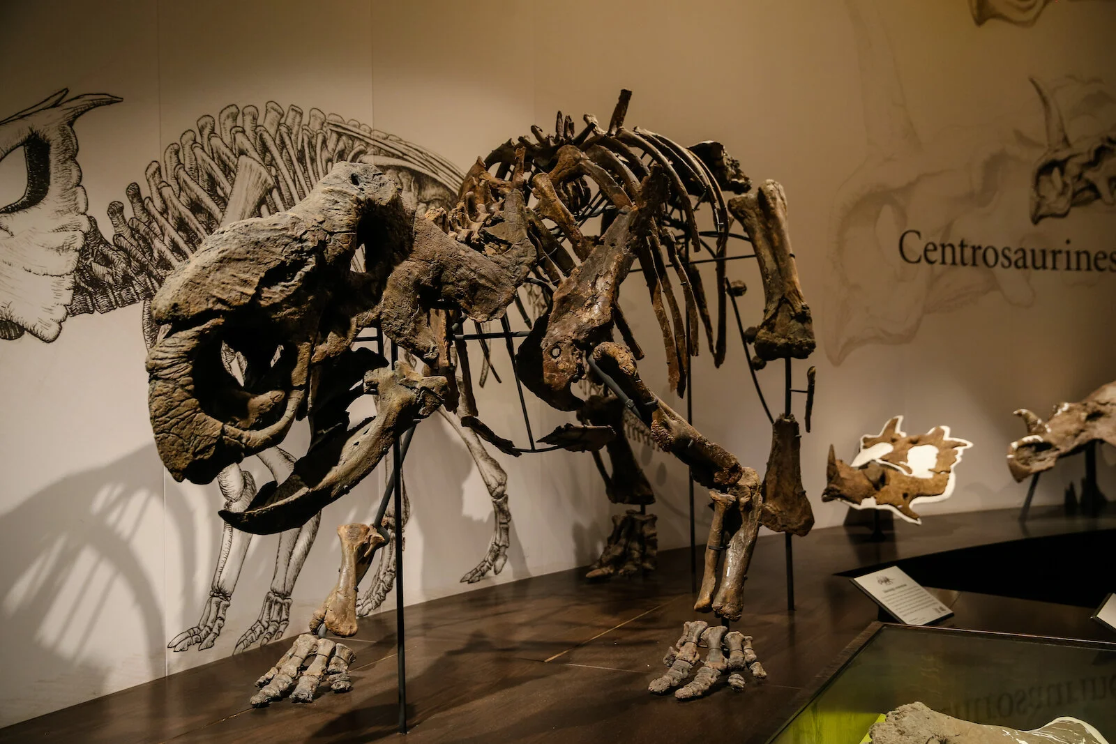 2020 Royal Tyrell Museum31.JPG