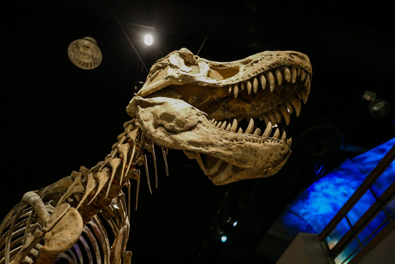 2020 Royal Tyrell Museum35.JPG