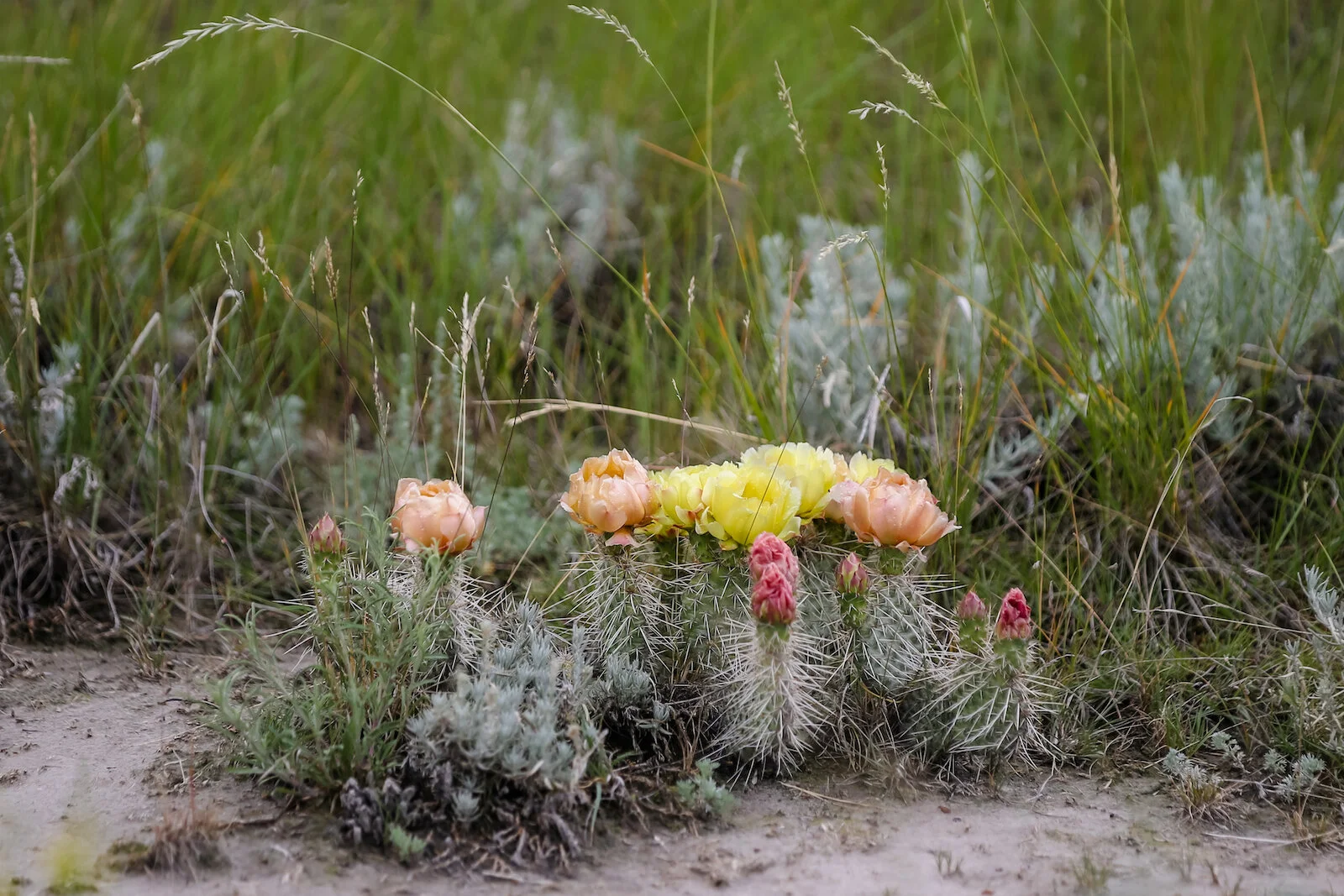 2020 Royal Tyrell Museum90.JPG