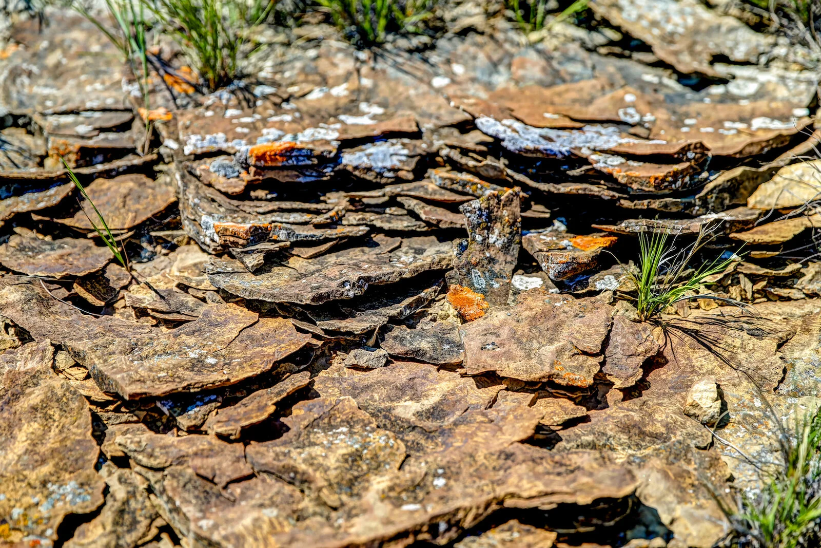 2020 Dinosaur Provincial Park 18.JPG