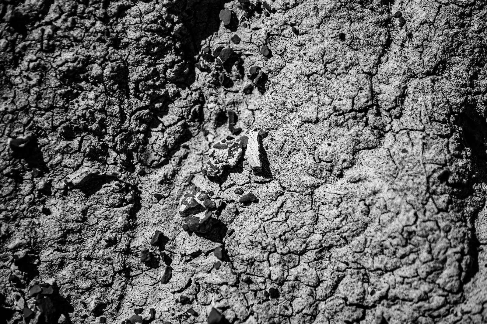 2020 Dinosaur Provincial Park 83.JPG