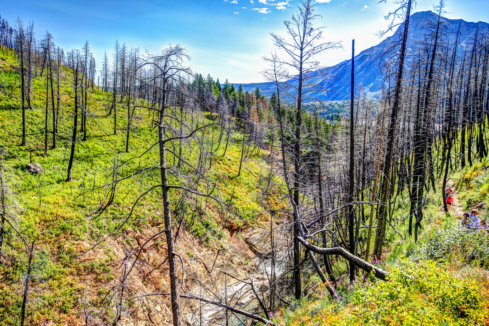 WATERTON-26.JPG
