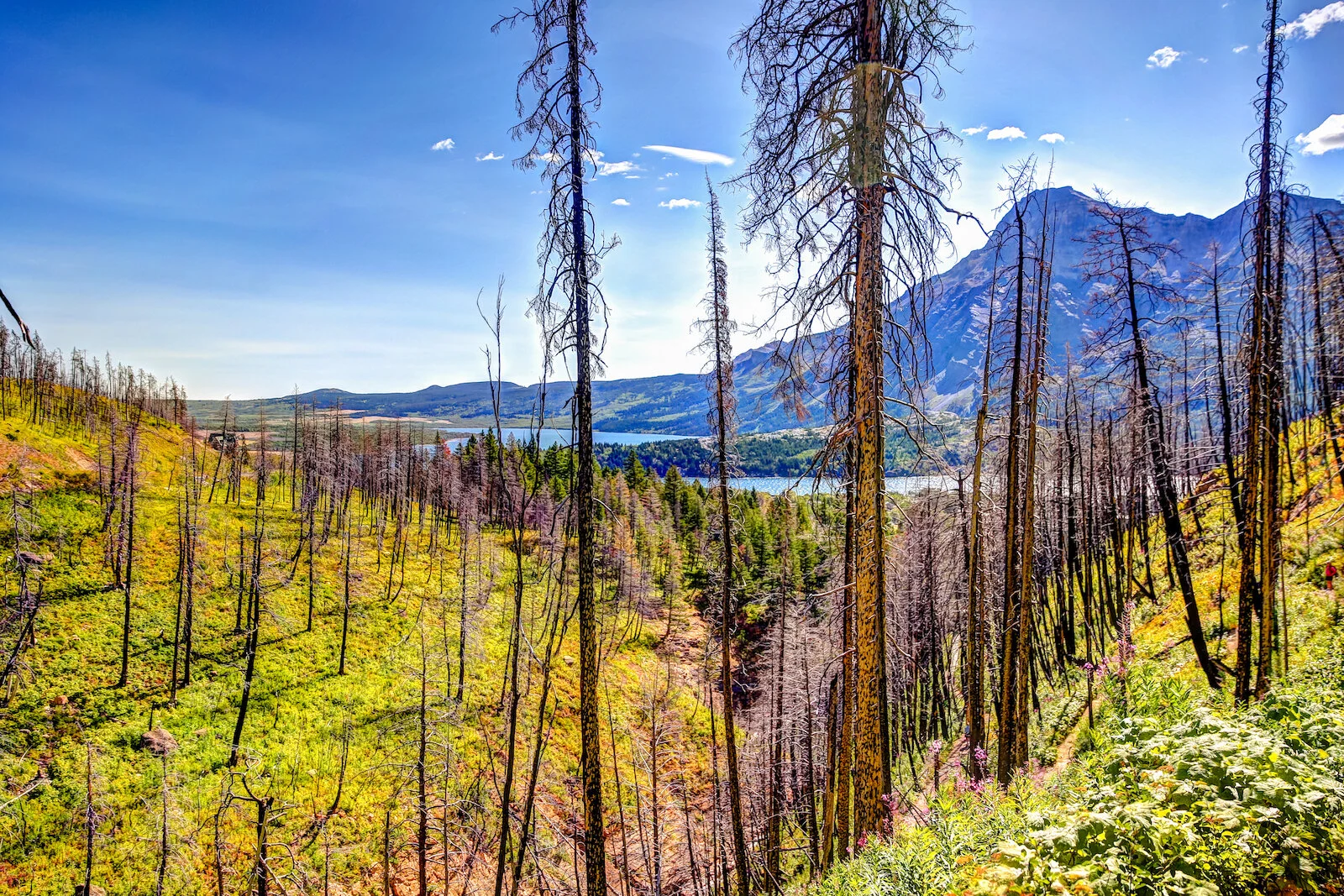 WATERTON-27.JPG