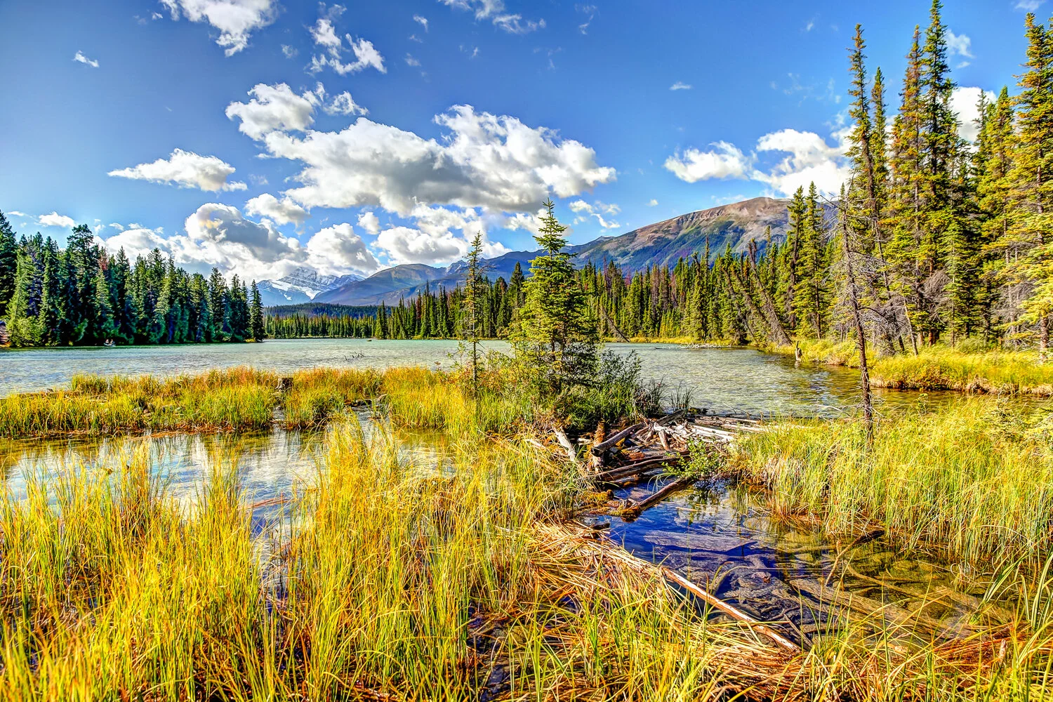2020 Jasper-132.JPG