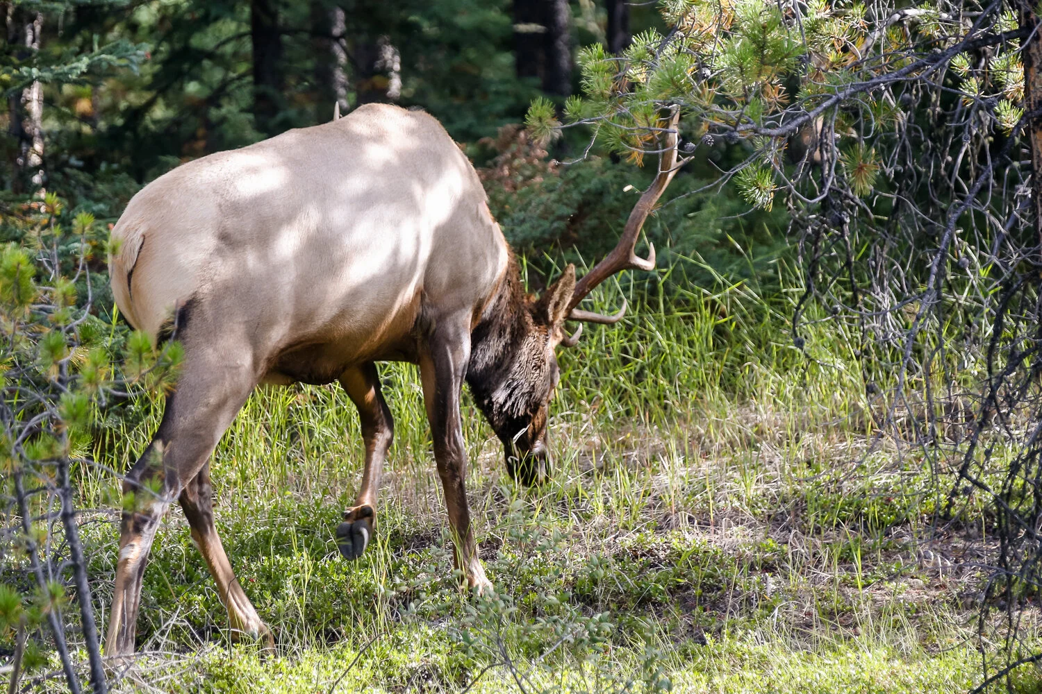 2020 Jasper-163.JPG
