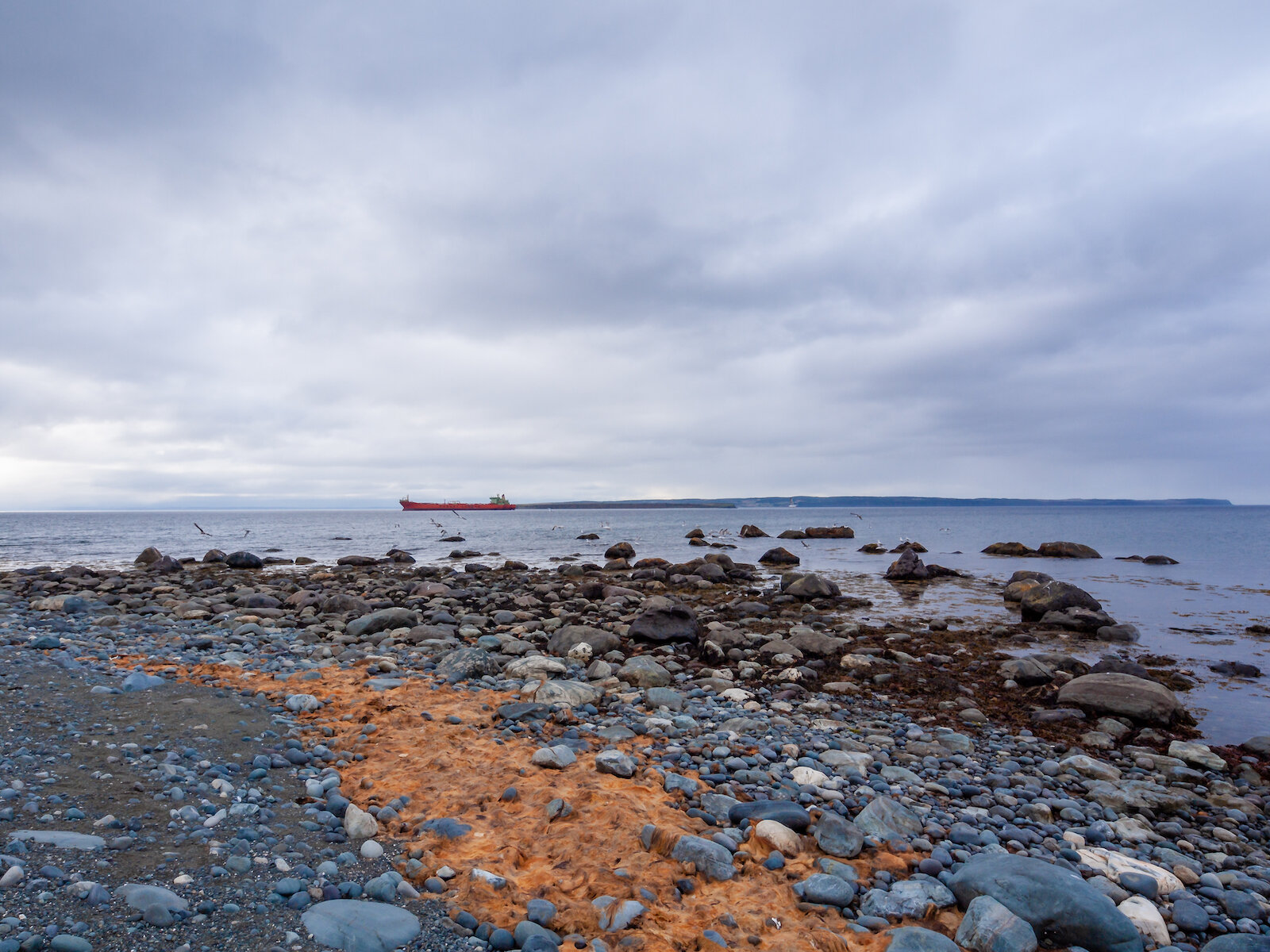 2009 Newfoundland 2020 edit-20.JPG