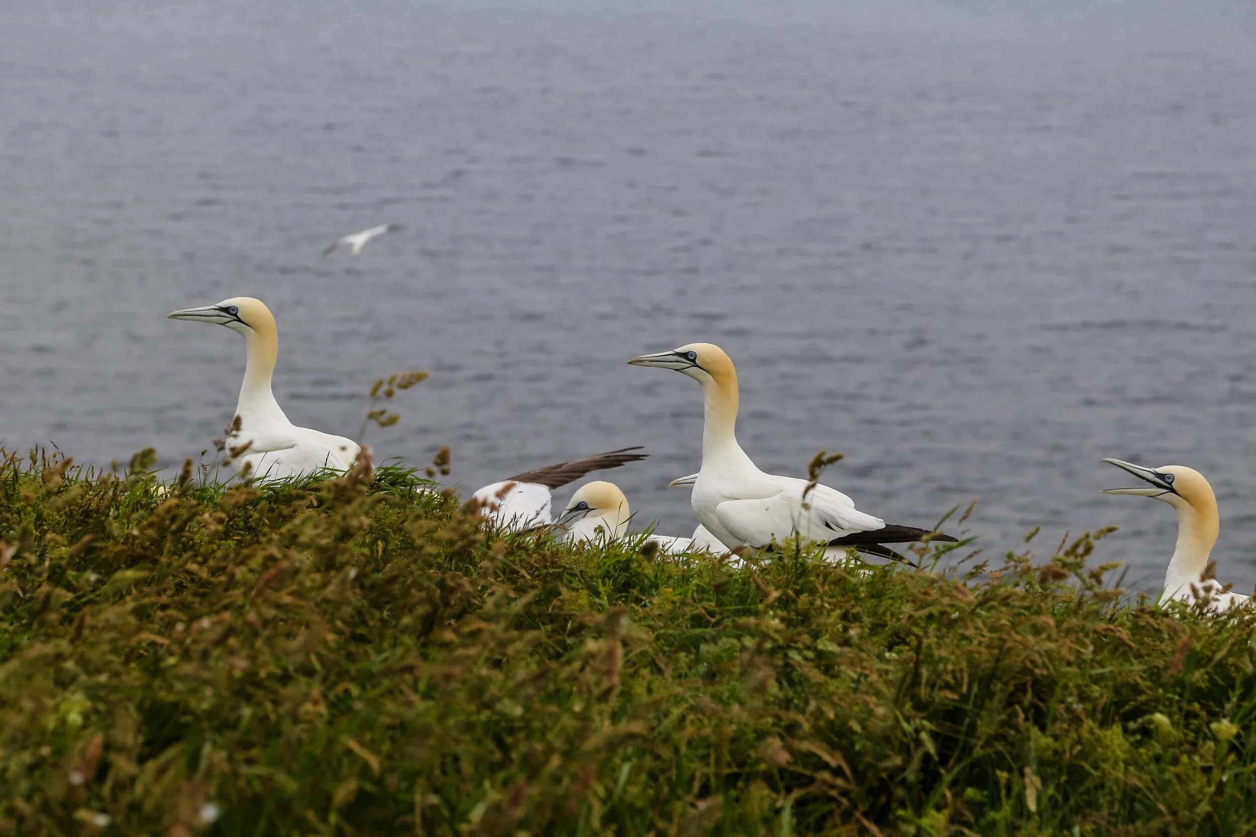 2013 EUROPE HELGOLAND-6.JPG