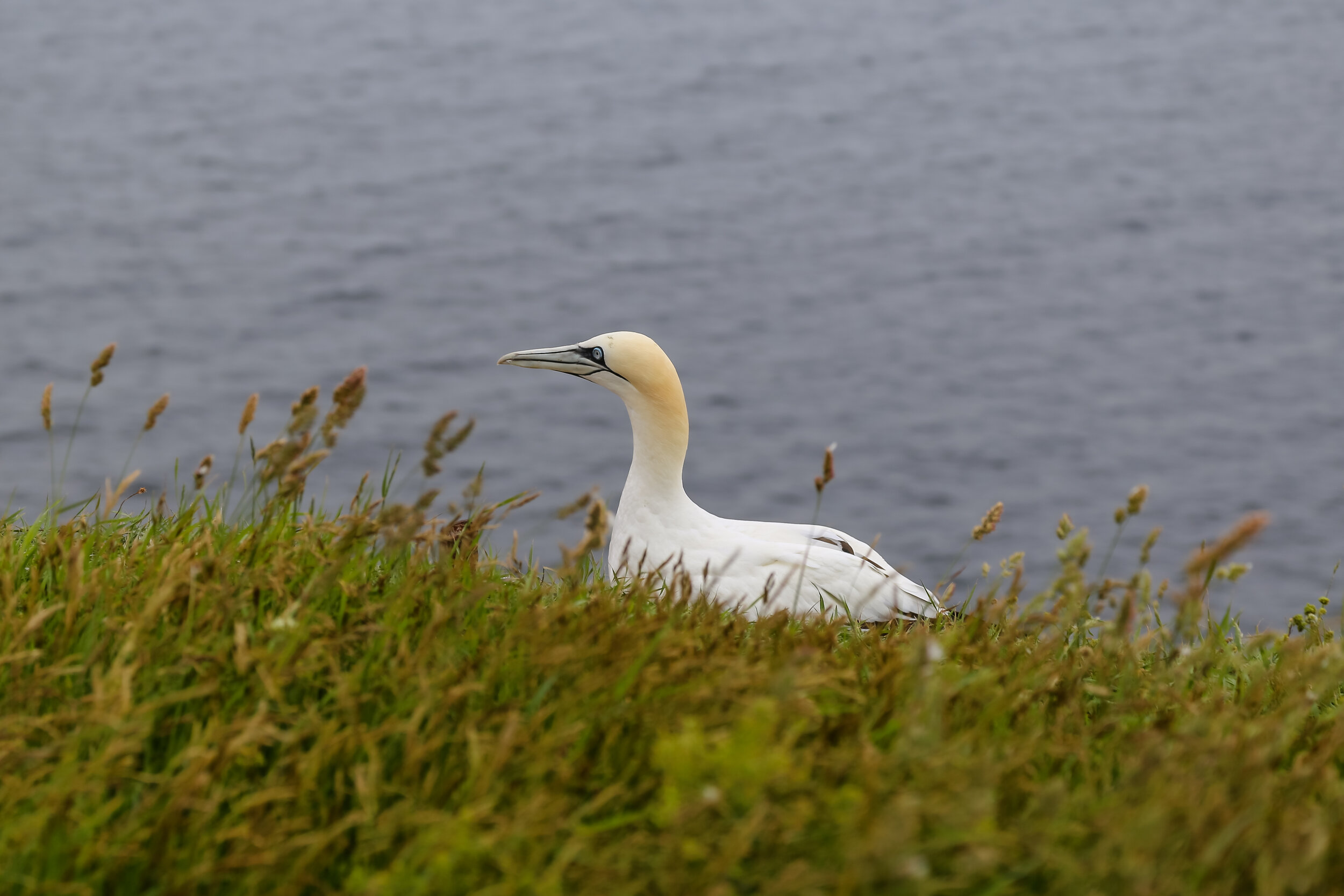 2013 EUROPE HELGOLAND-7.JPG