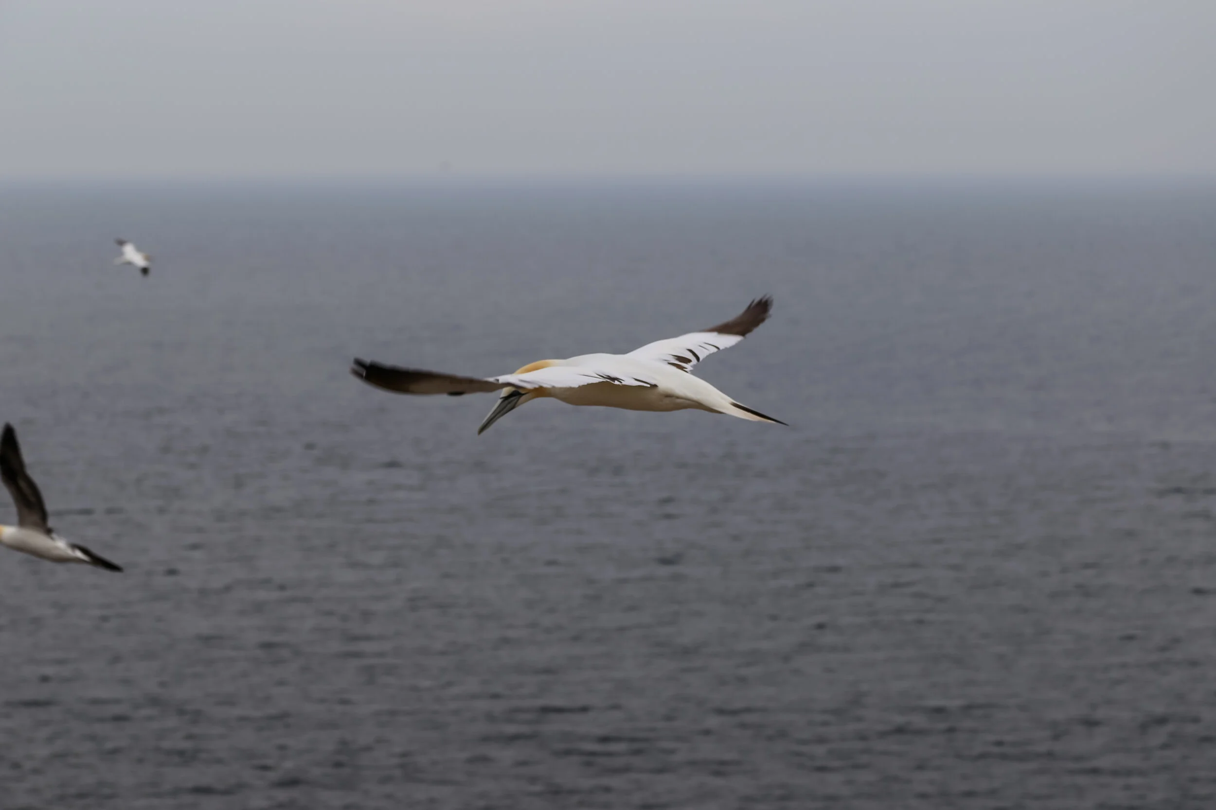 2013 EUROPE HELGOLAND-8.JPG