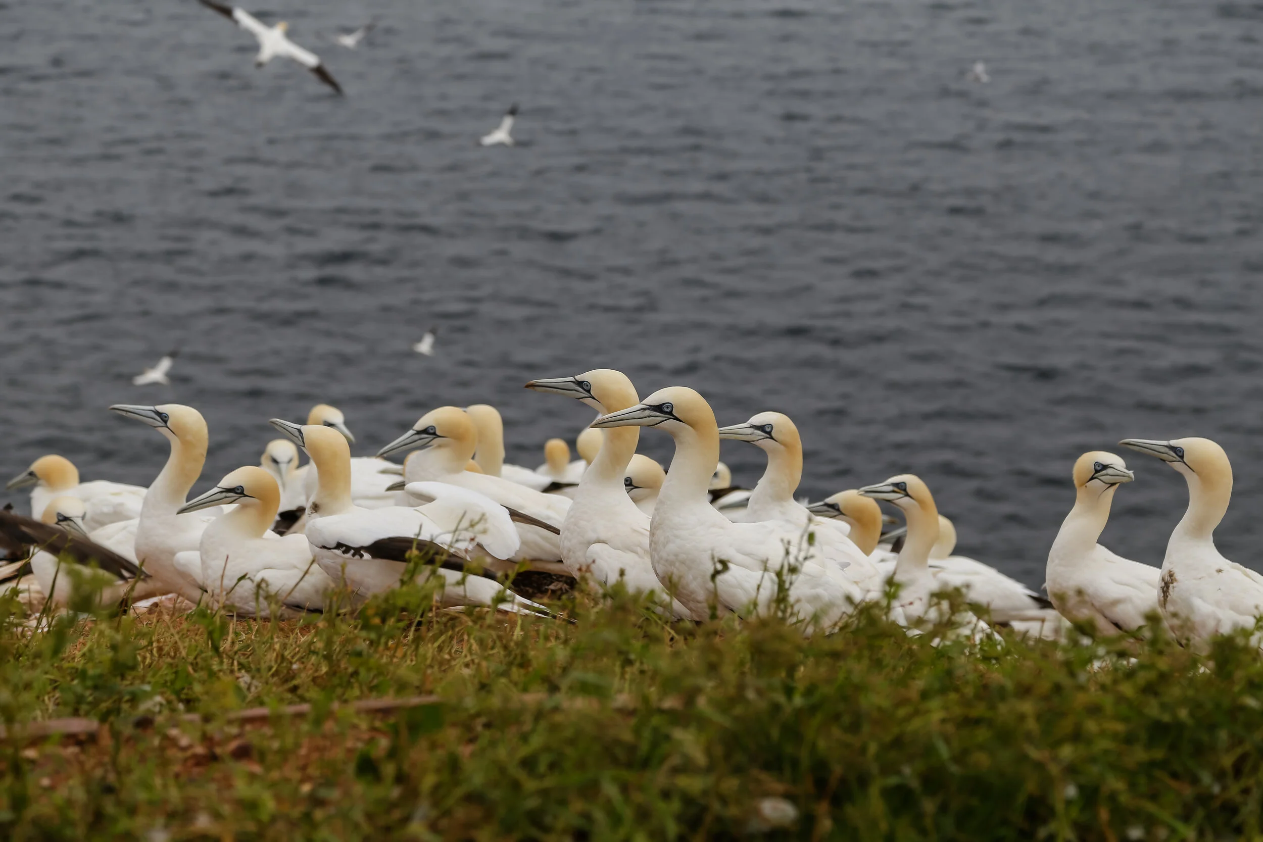 2013 EUROPE HELGOLAND-11.JPG