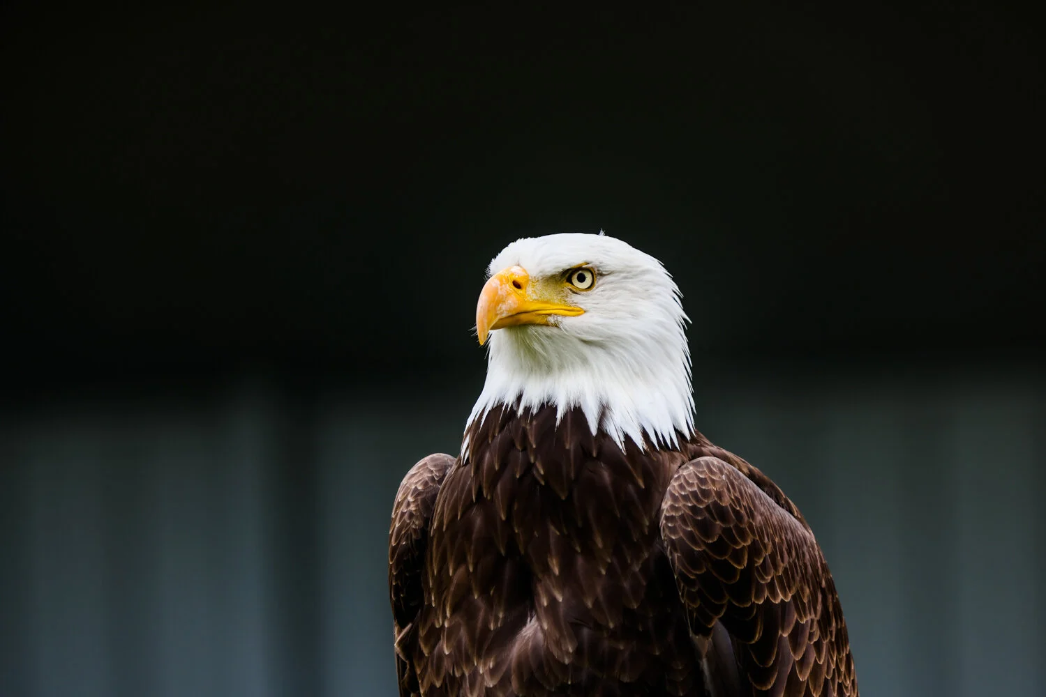 BIRDS OF PREY-40.jpg