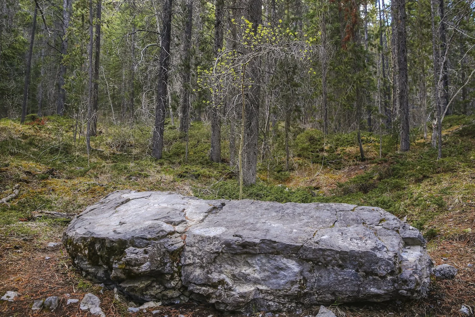 2017 CANMORE A36Y9667-2.JPG