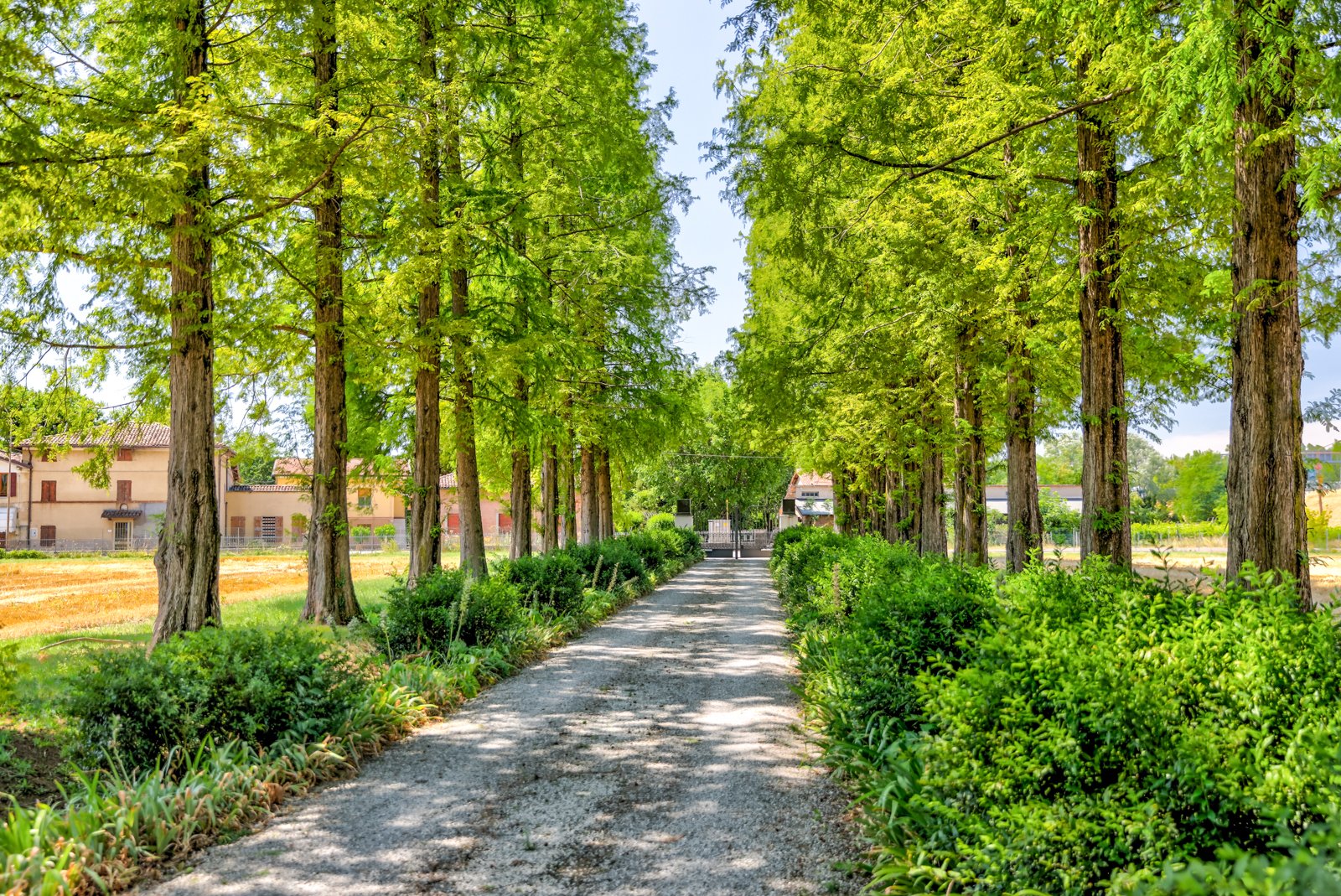 2022 MODENA - BALSAMIC-4.jpg