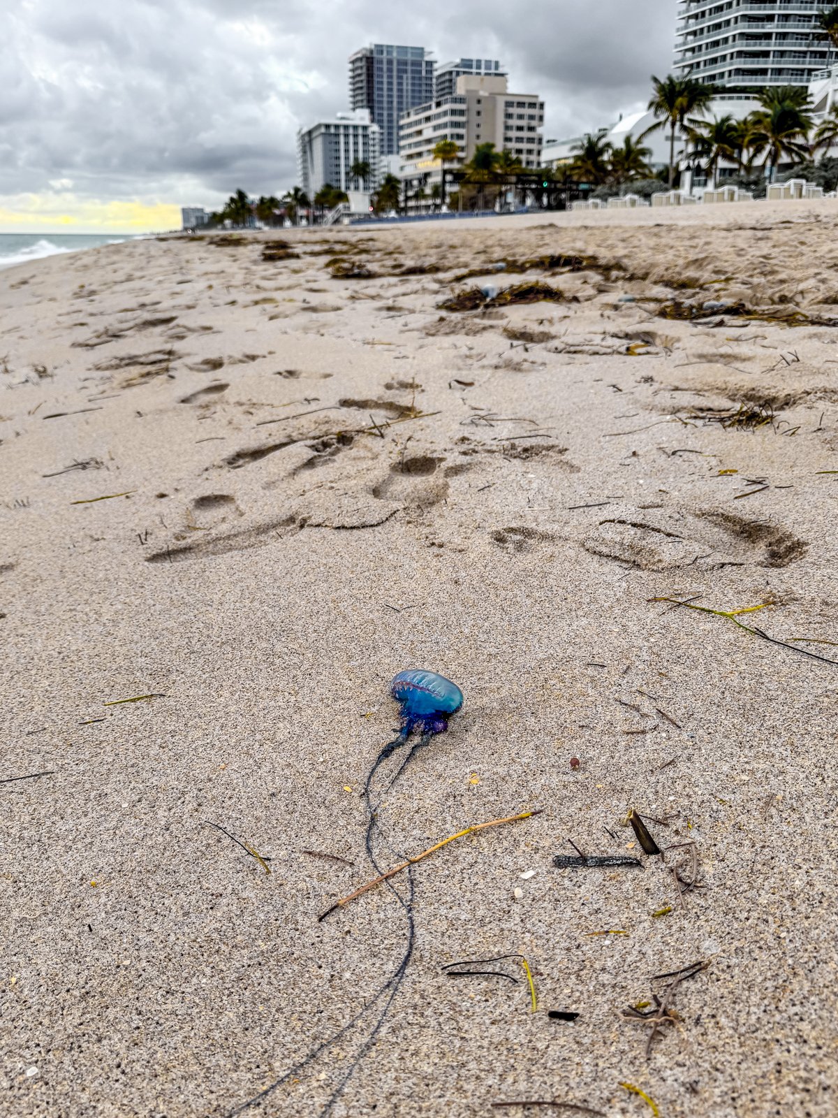 2024 CARRIBEAN WINTER-11.jpg