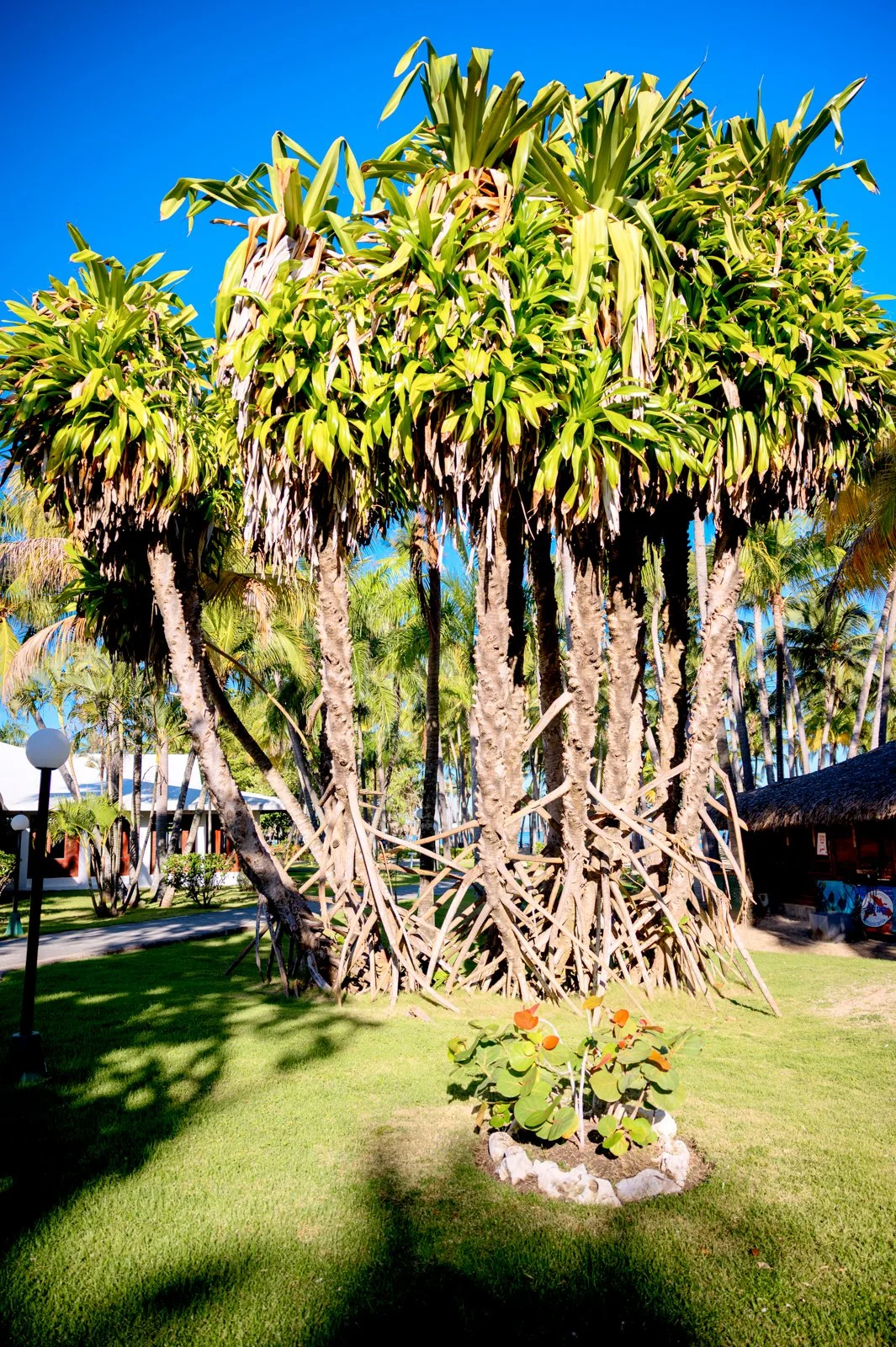 2025 DOMINCAN REPUBLIC-39.jpg