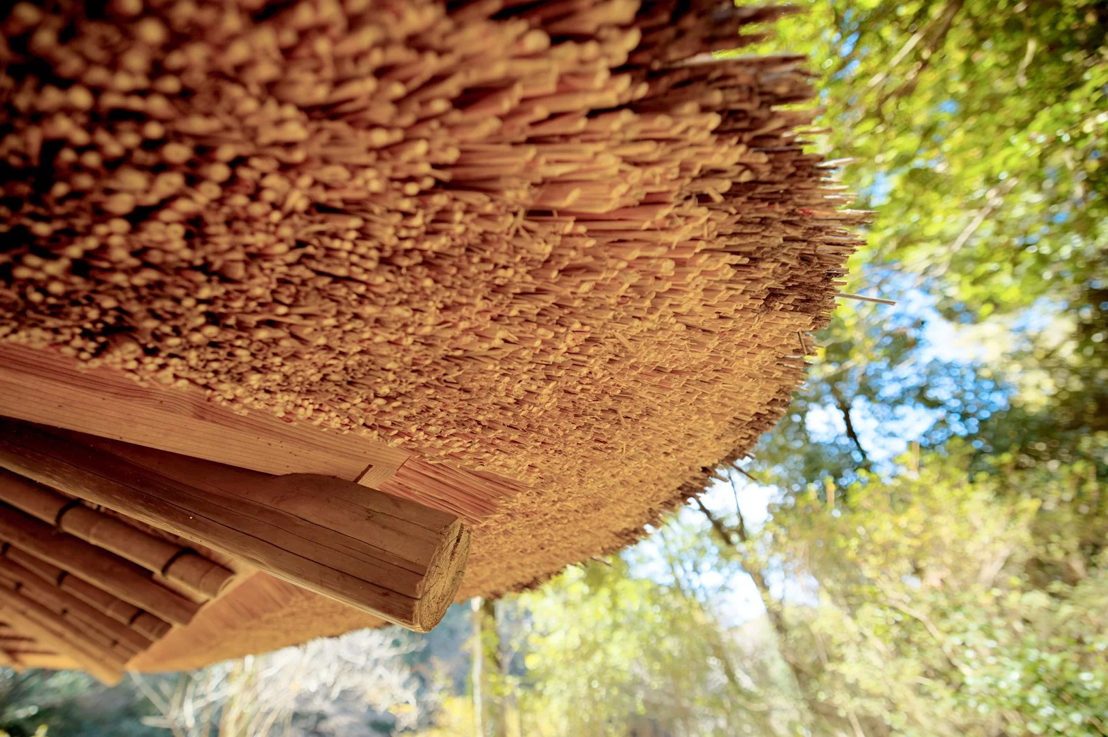 2026 JAPAN YOYOGI PARK-20.jpg