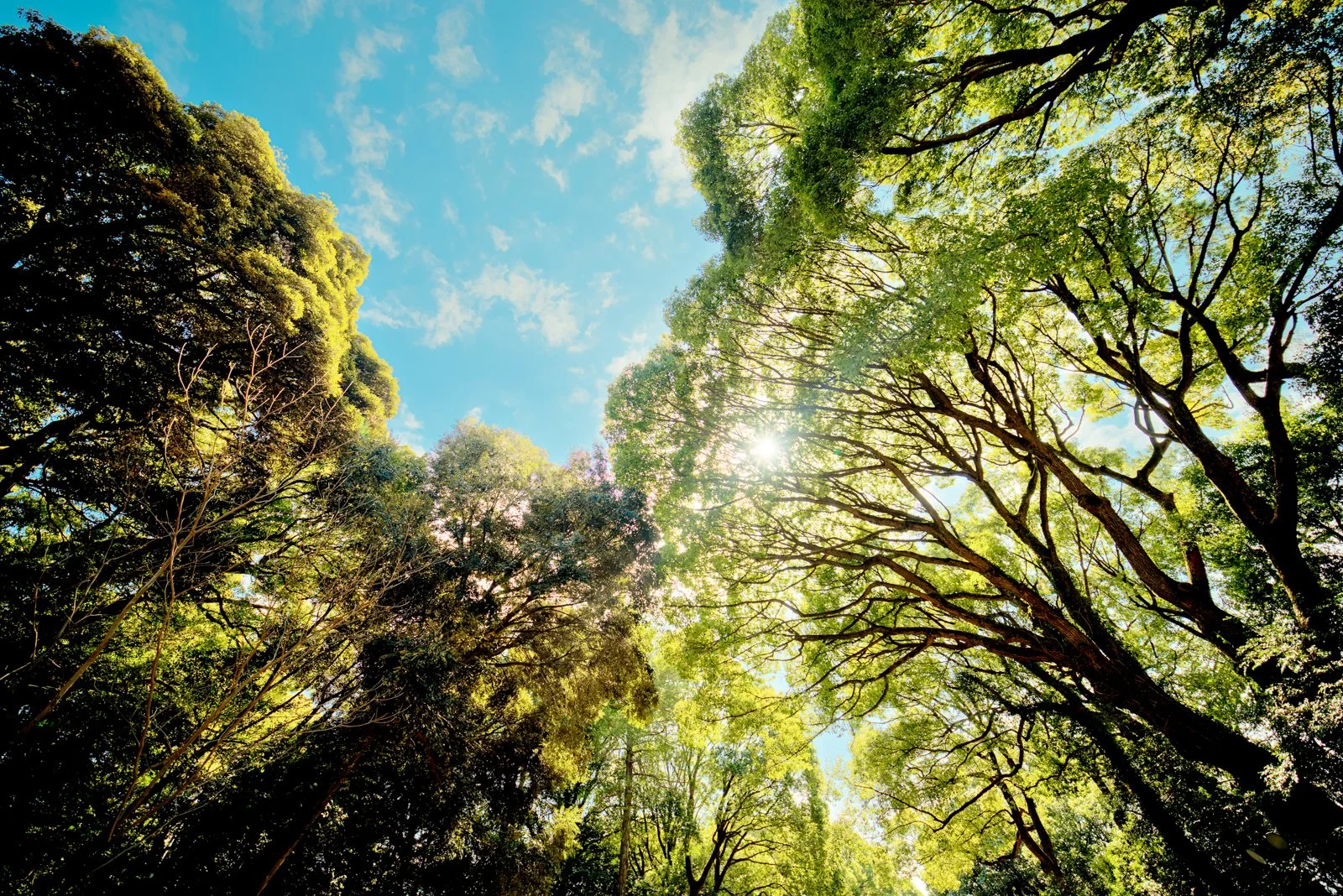 2026 JAPAN YOYOGI PARK-30.jpg