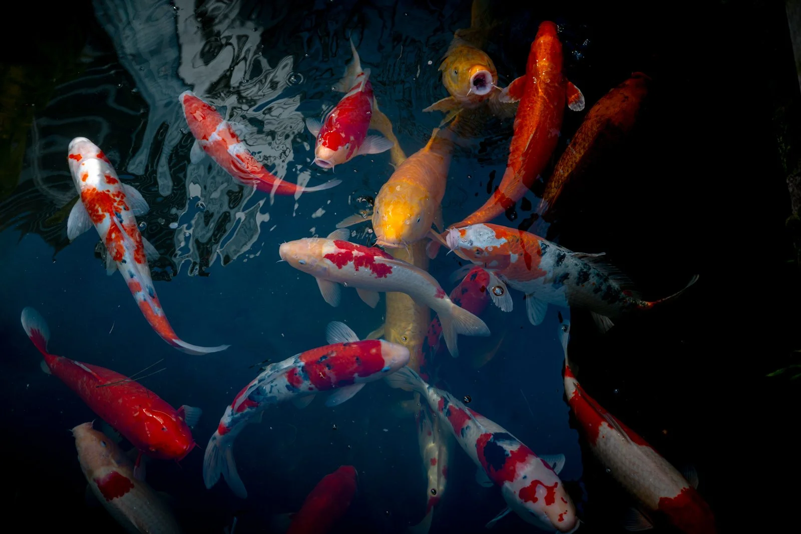 2026 JAPAN HARAJUKU-8.jpg