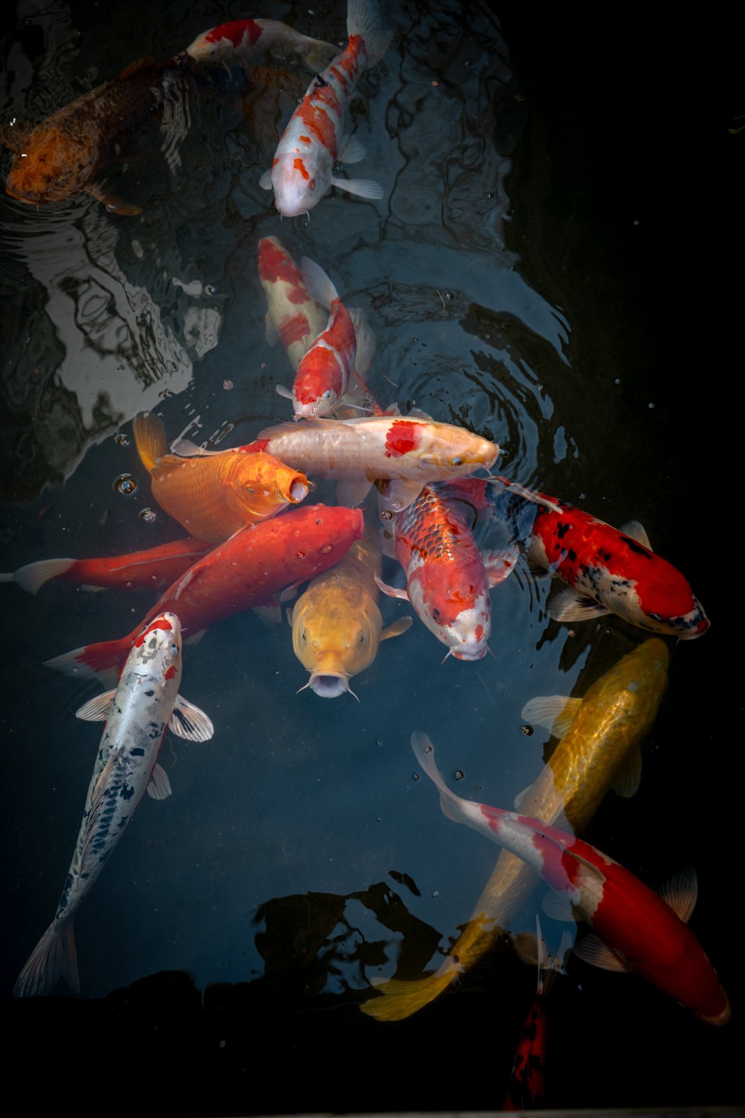 2026 JAPAN HARAJUKU-9.jpg