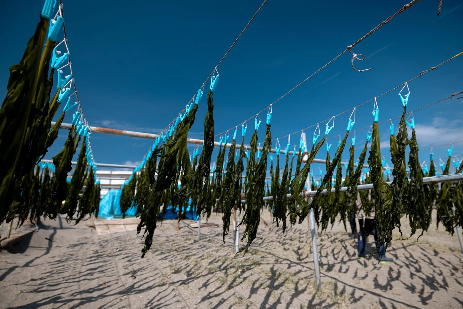 2026 JAPAN KAMAKURA BEACH-1.jpg