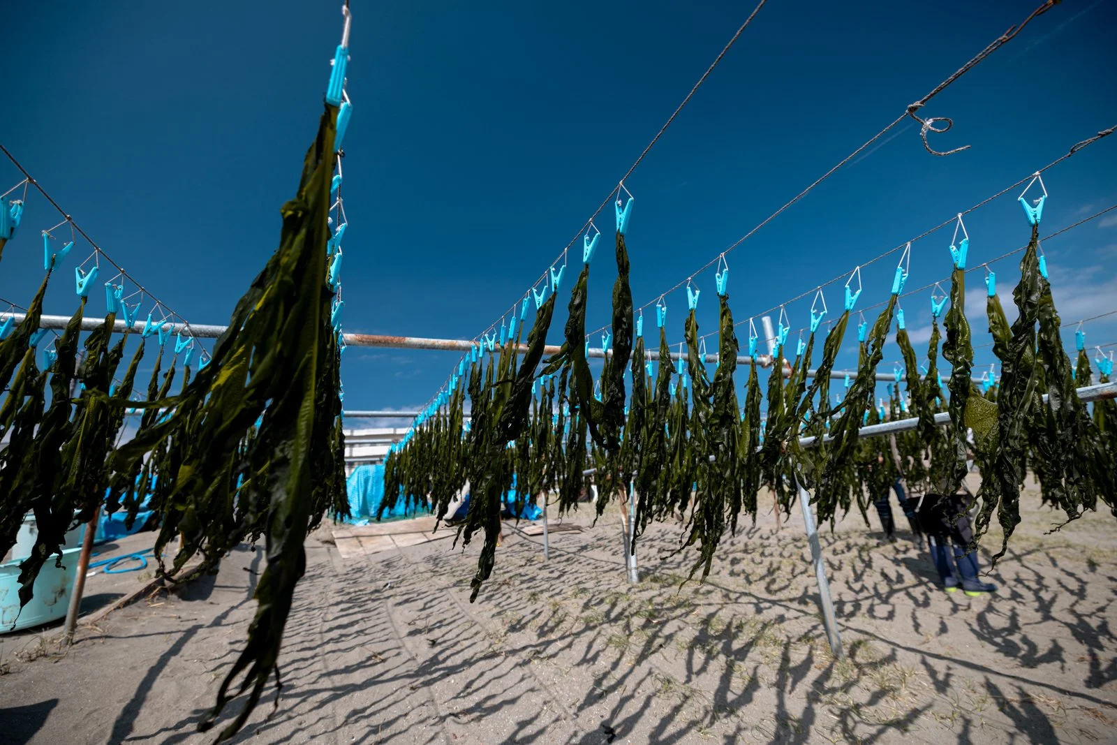 2026 JAPAN KAMAKURA BEACH-2.jpg