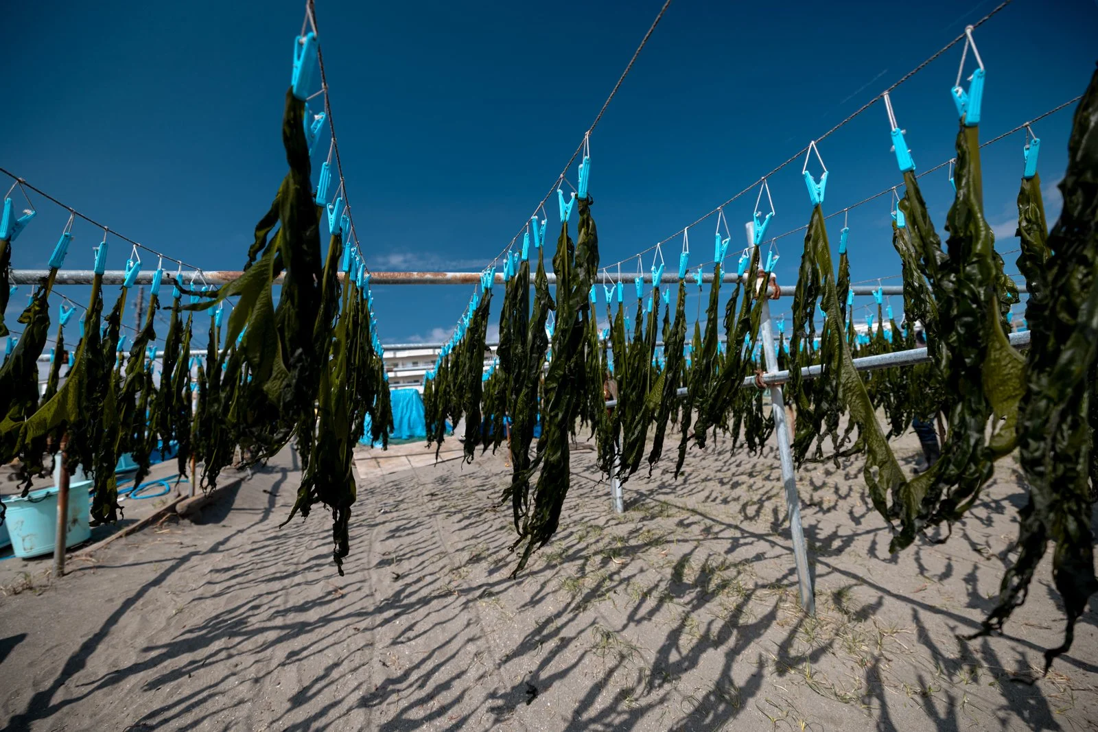 2026 JAPAN KAMAKURA BEACH-3.jpg