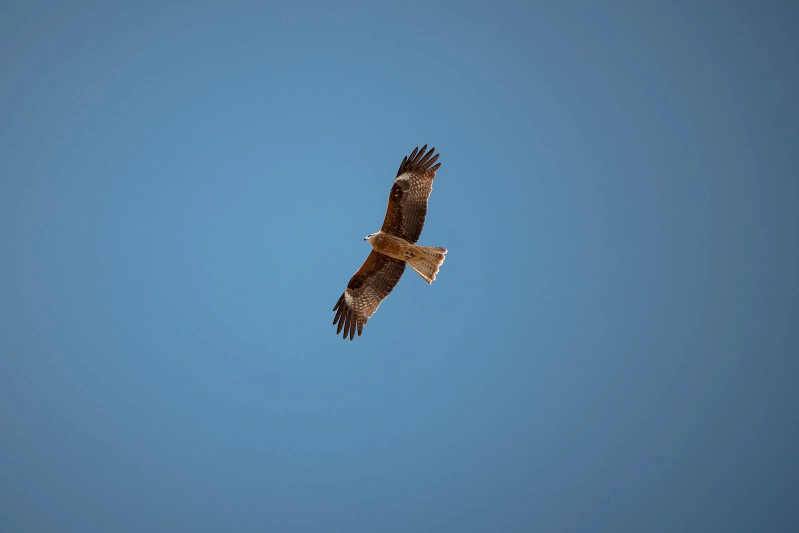 2026 JAPAN KAMAKURA BEACH-12.jpg