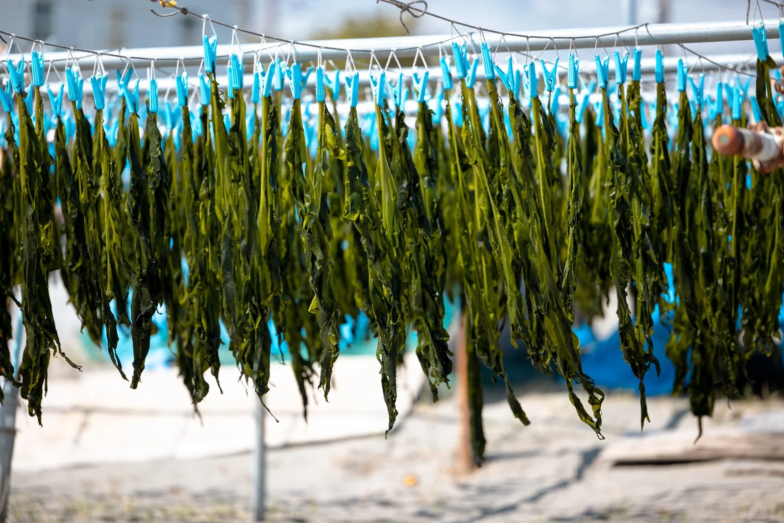 2026 JAPAN KAMAKURA BEACH-13.jpg