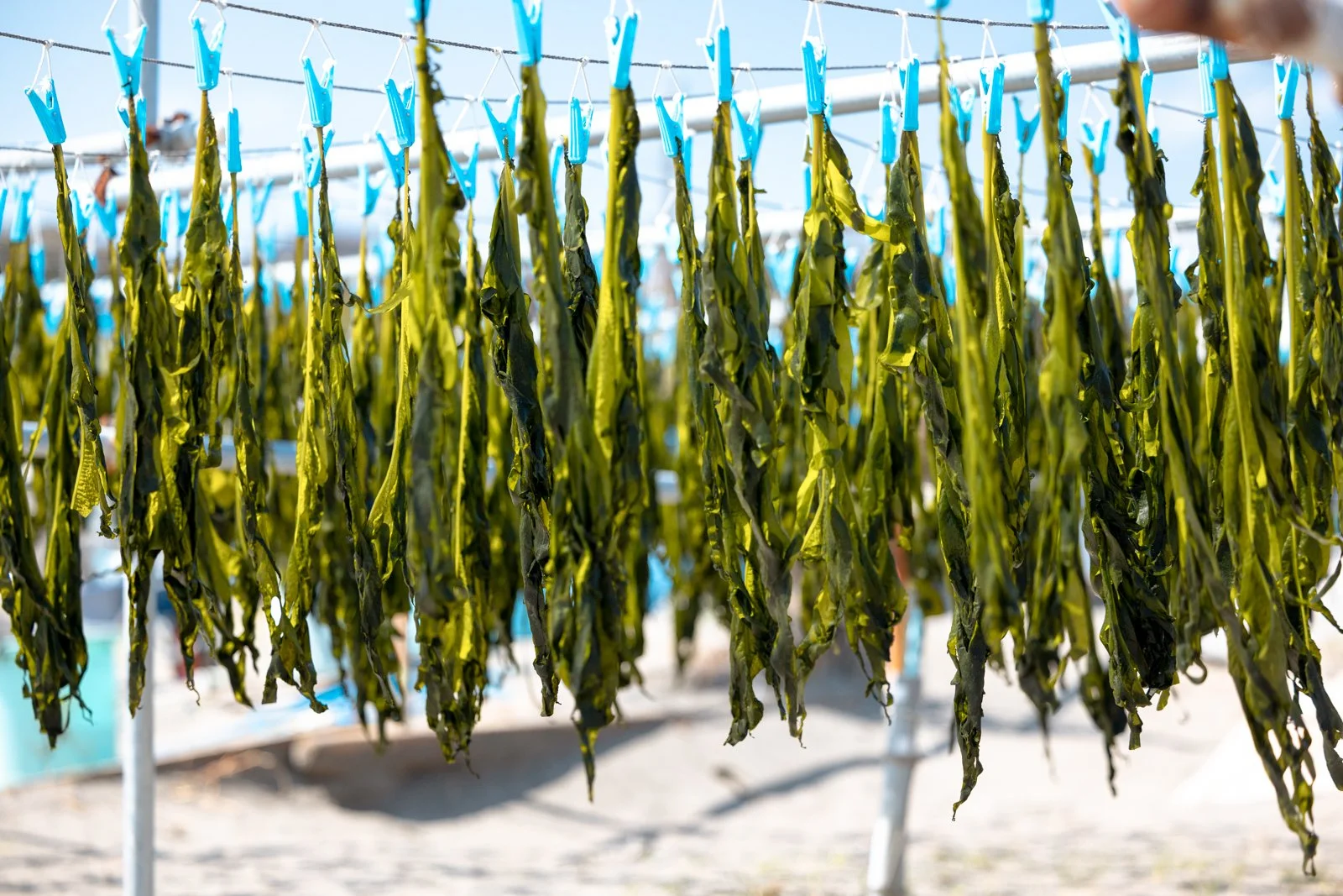 2026 JAPAN KAMAKURA BEACH-14.jpg