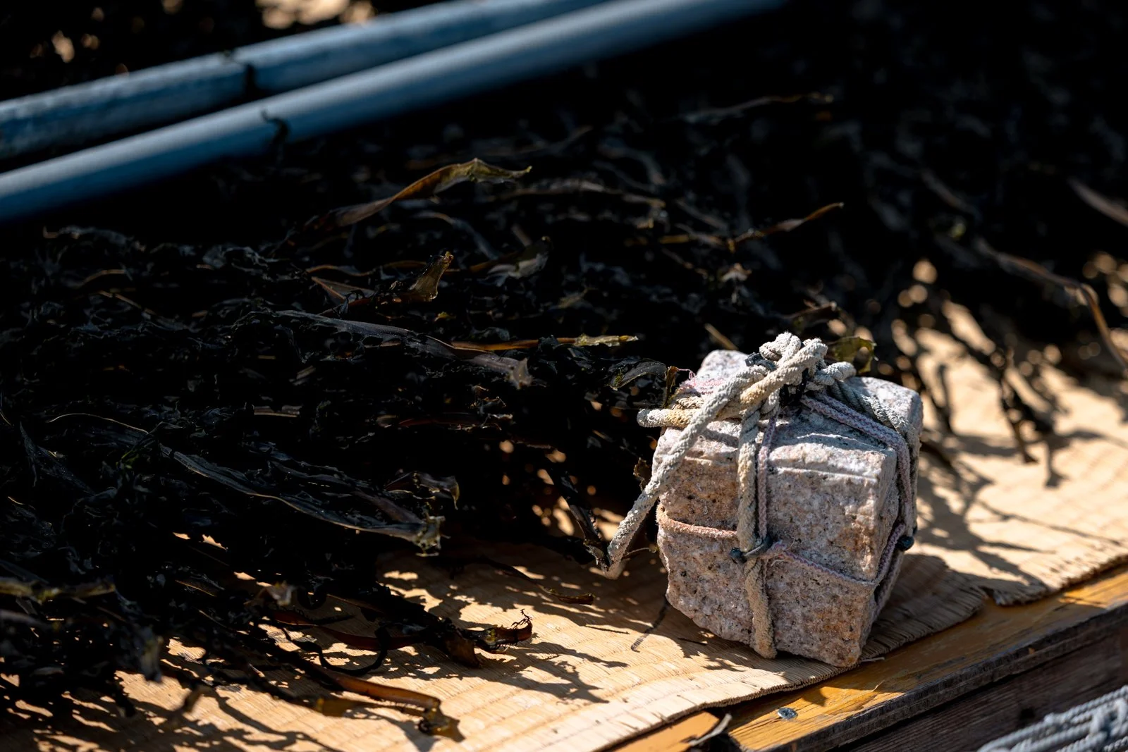 2026 JAPAN KAMAKURA BEACH-19.jpg