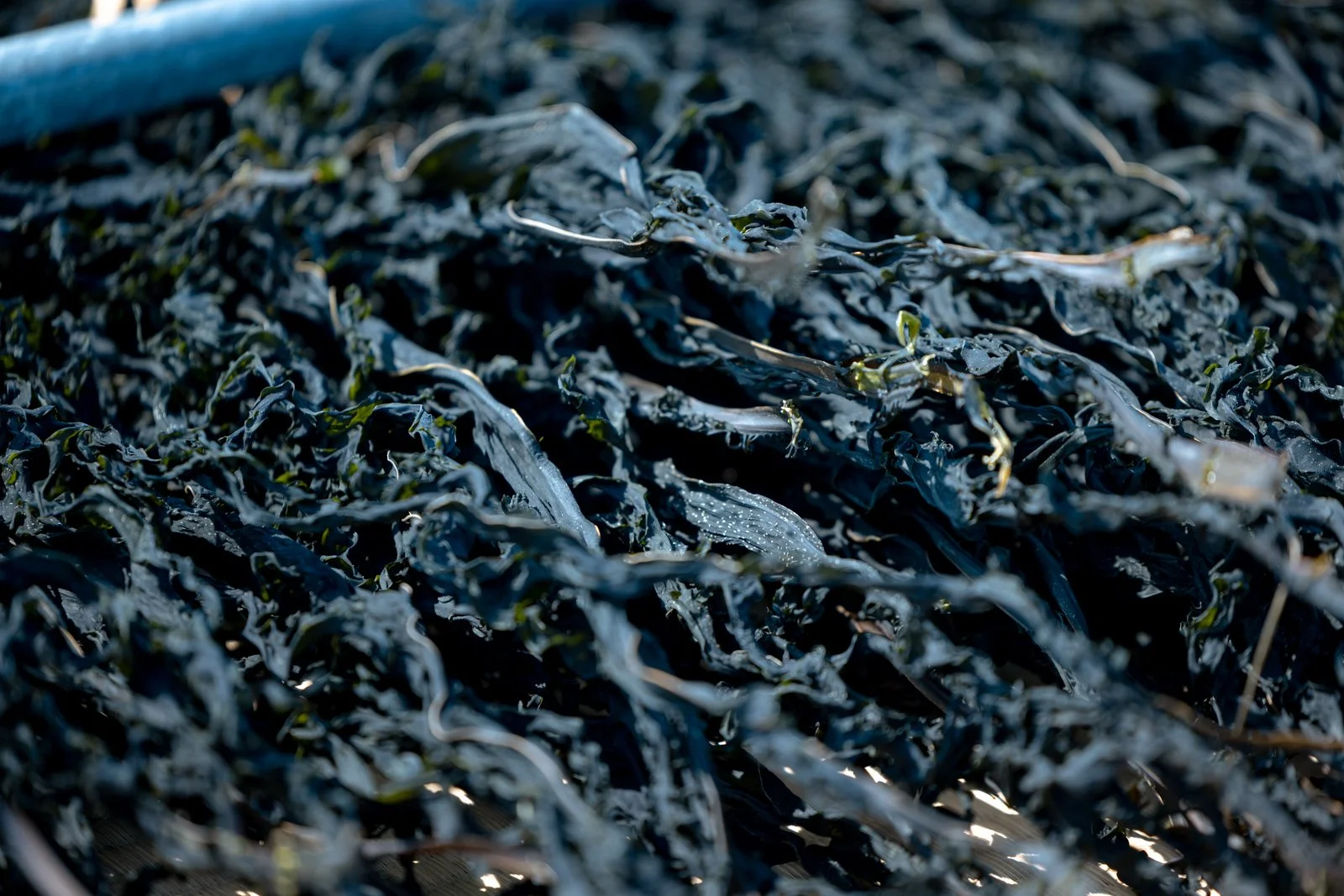 2026 JAPAN KAMAKURA BEACH-20.jpg