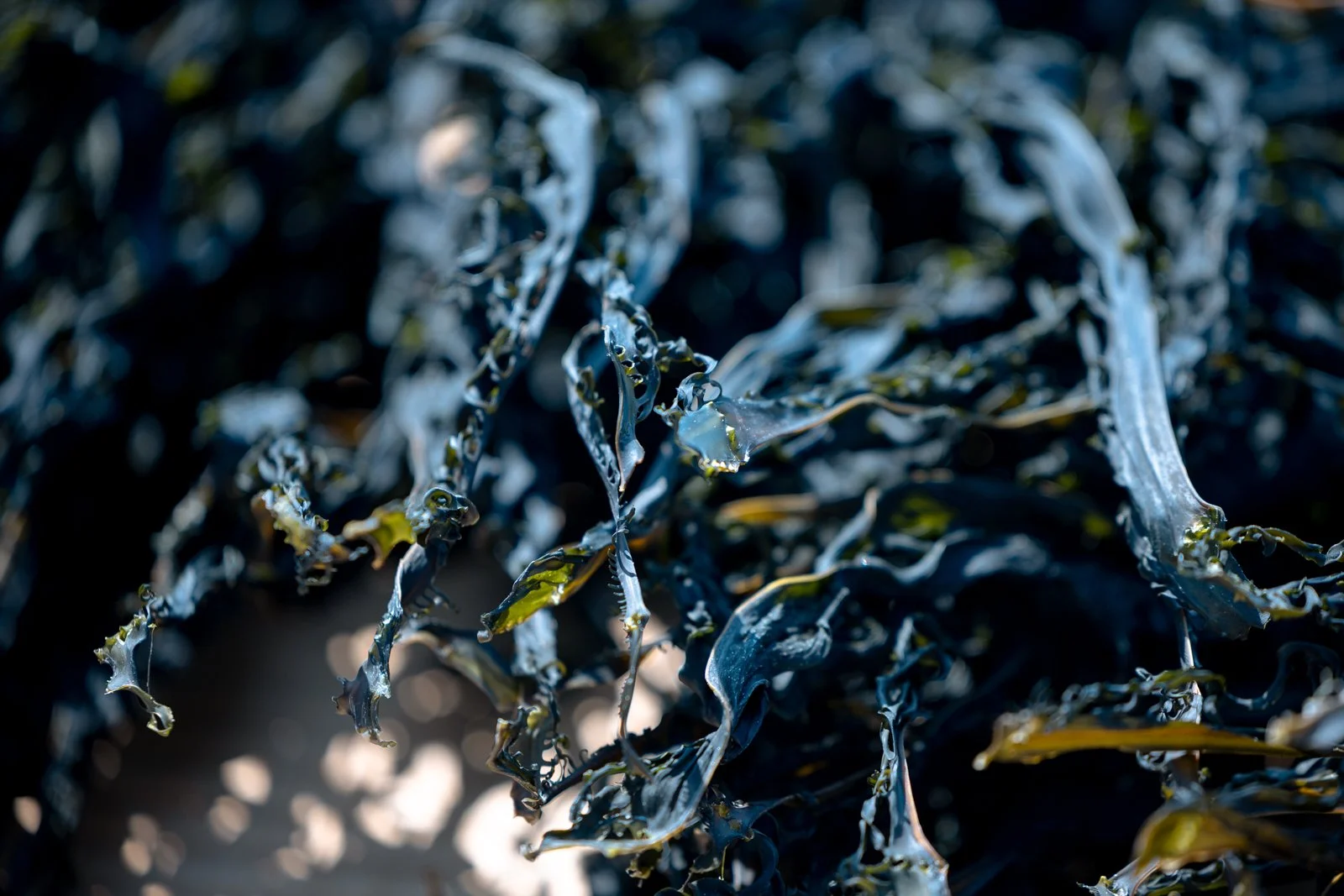 2026 JAPAN KAMAKURA BEACH-21.jpg