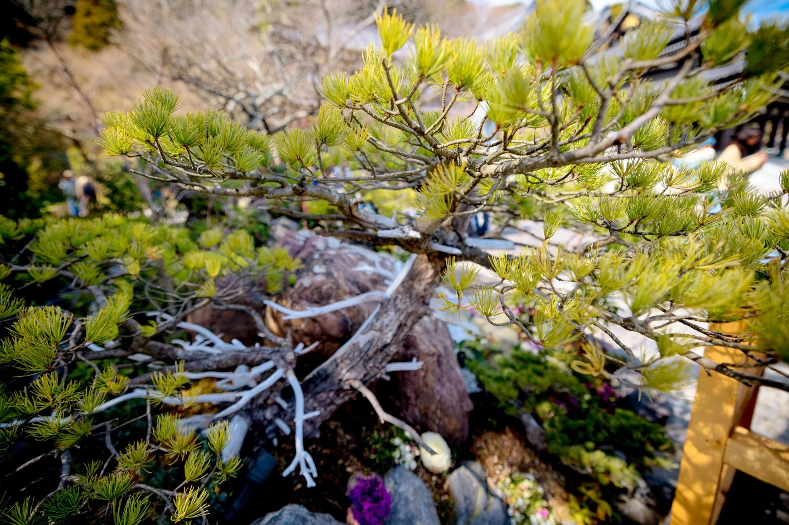 2026 JAPAN KAMAKURA HASE-DERA TEMPLE-10.jpg