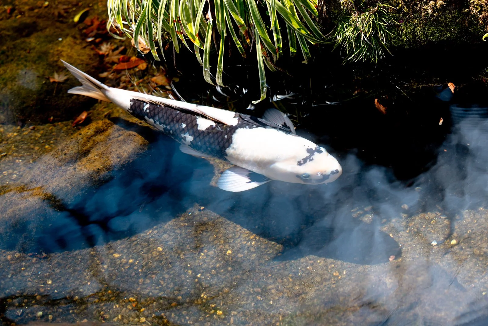 2026 JAPAN KAMAKURA HASE-DERA TEMPLE-27.jpg