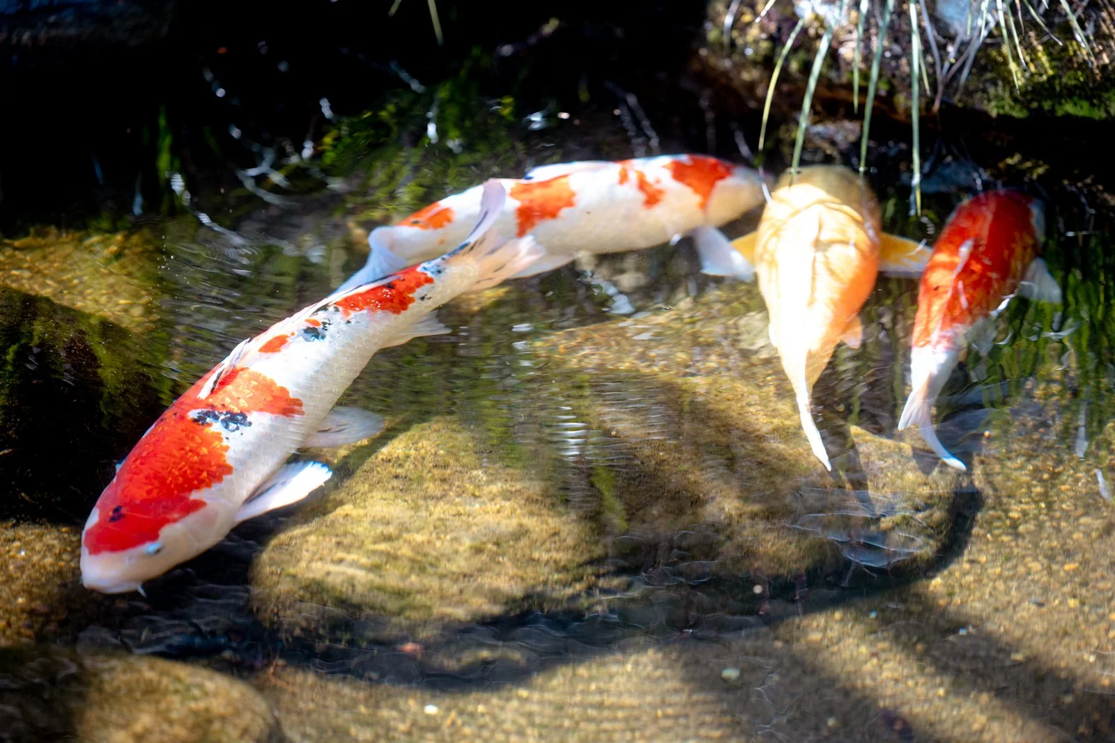 2026 JAPAN KAMAKURA HASE-DERA TEMPLE-28.jpg