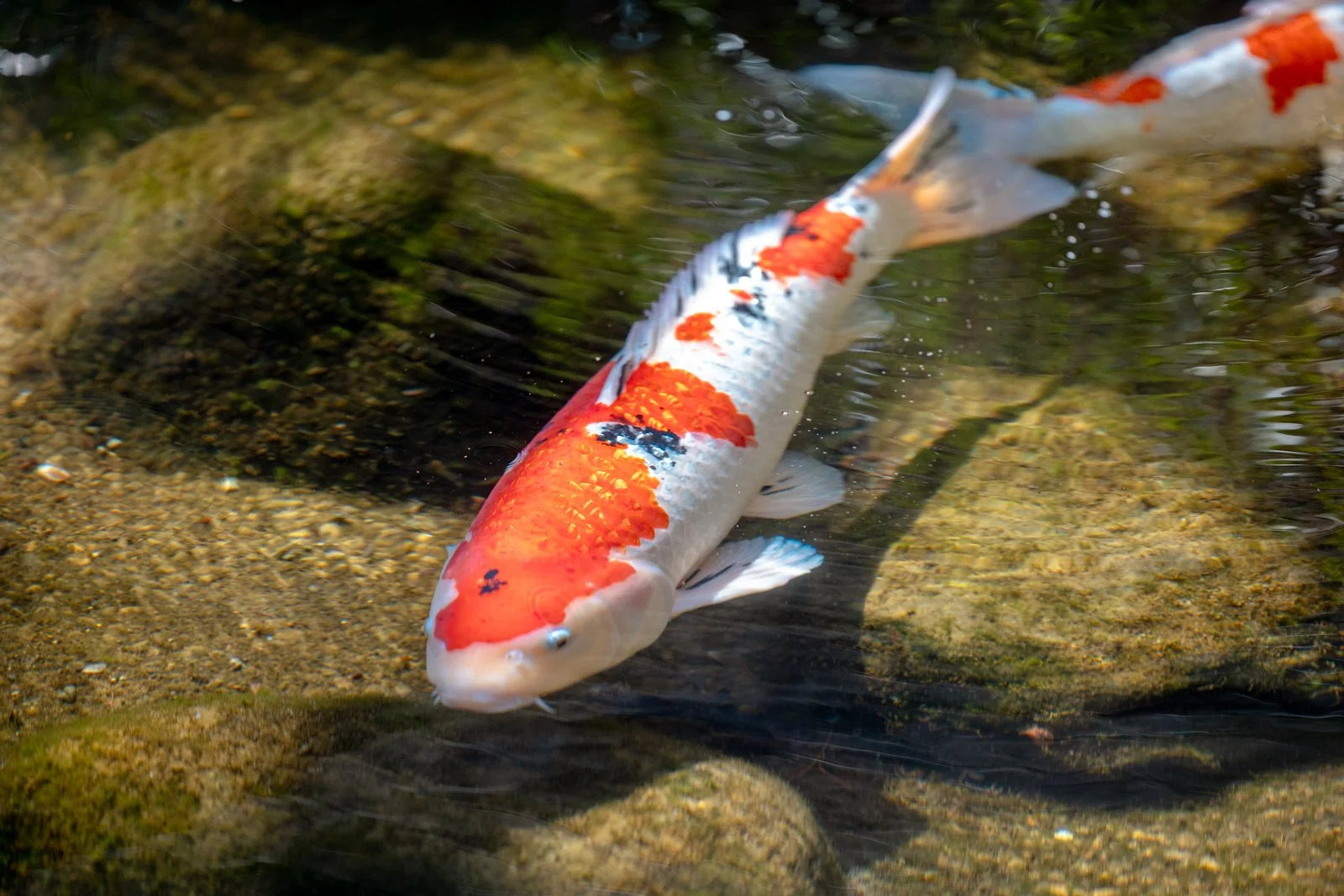 2026 JAPAN KAMAKURA HASE-DERA TEMPLE-29.jpg