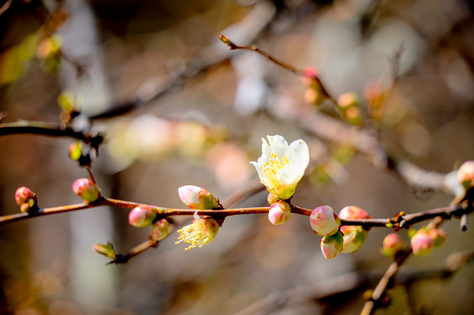 2026 JAPAN KAMAKURA HASE-DERA TEMPLE-34.jpg