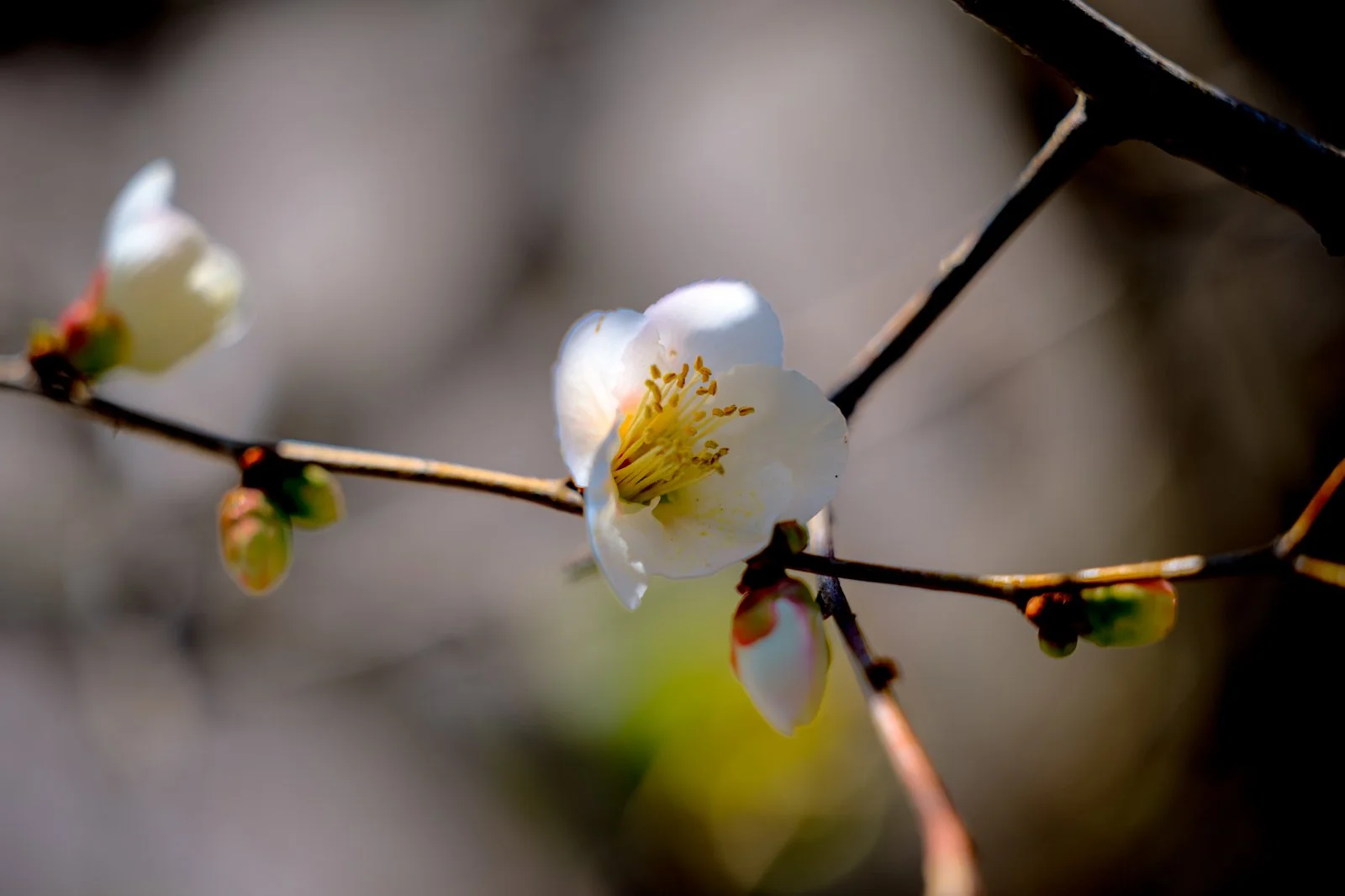 2026 JAPAN KAMAKURA HASE-DERA TEMPLE-35.jpg