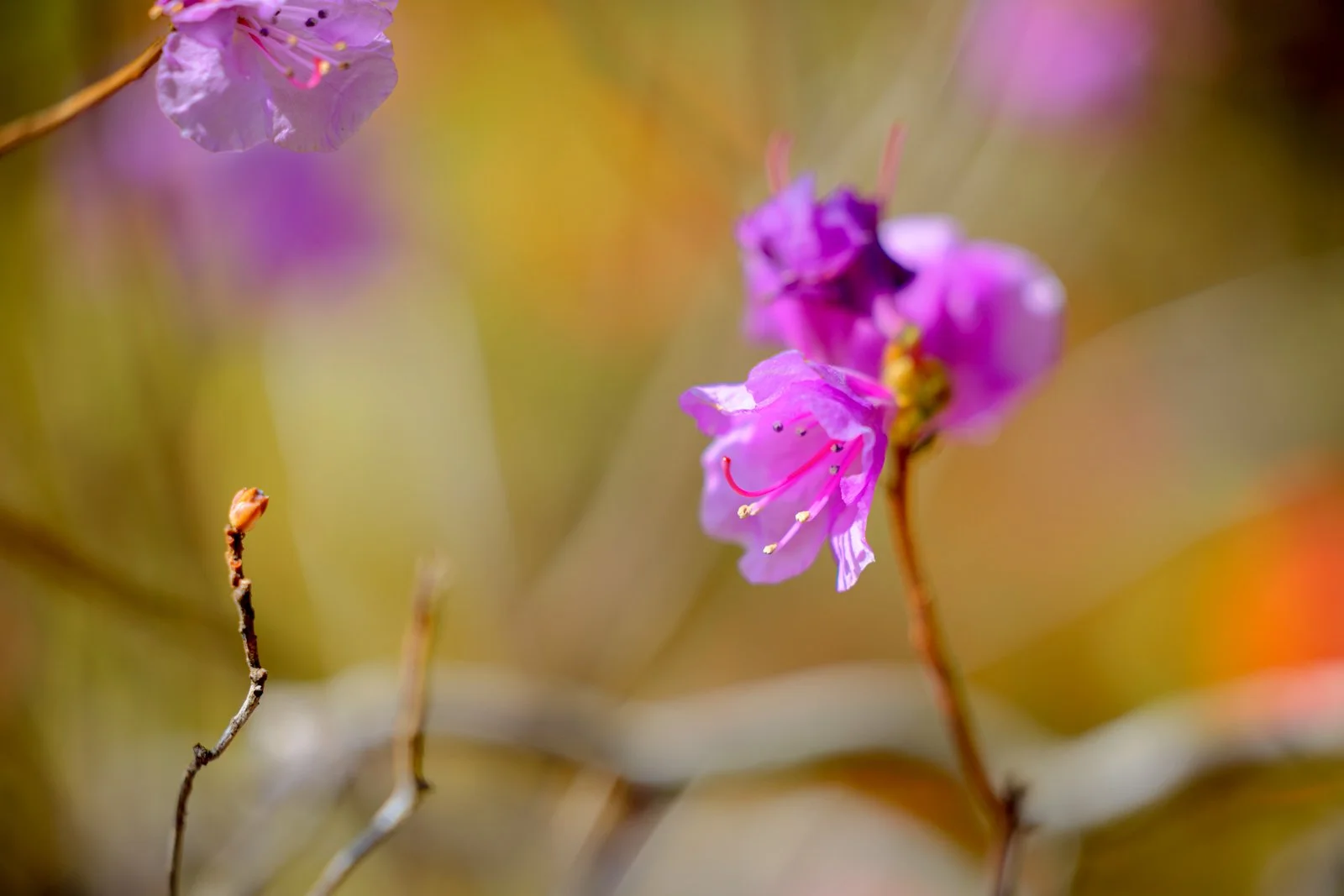 2026 JAPAN KAMAKURA HASE-DERA TEMPLE-36.jpg