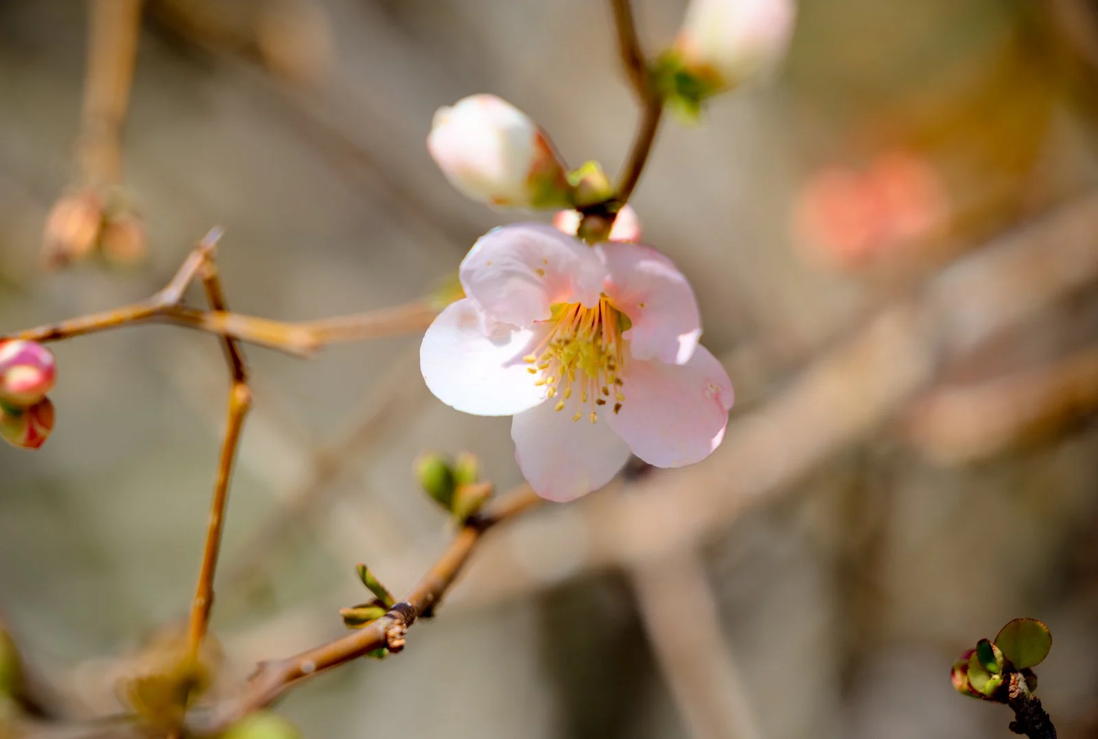 2026 JAPAN KAMAKURA HASE-DERA TEMPLE-37.jpg