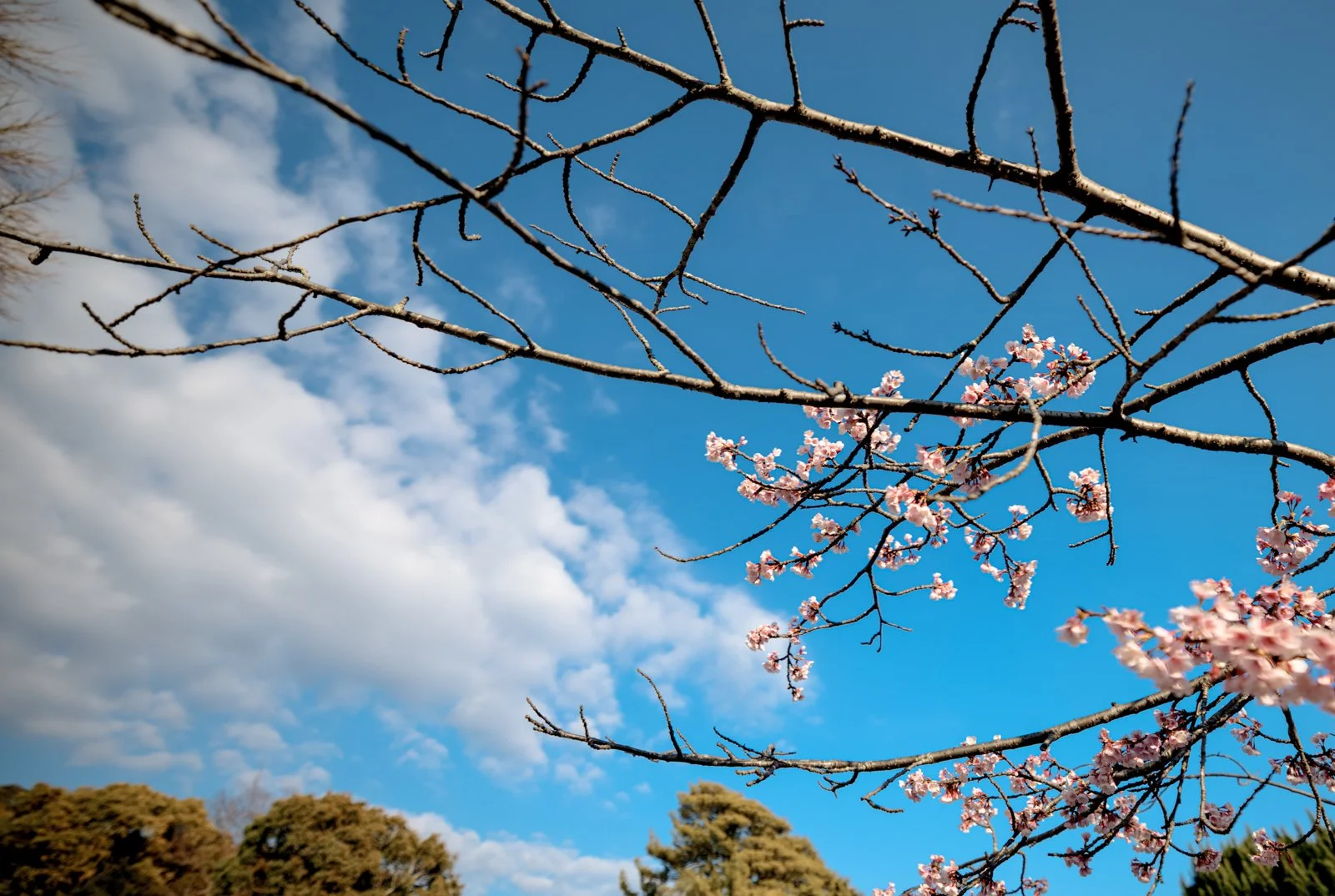 2026 JAPAN KAMAKURA TSURUGAOKA HACHIMANGU SHRINE-1.jpg