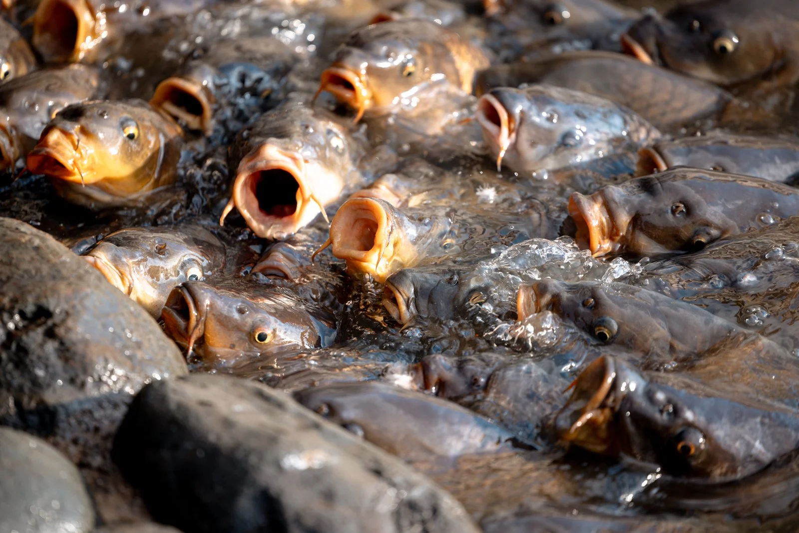 2026 JAPAN KAMAKURA TSURUGAOKA HACHIMANGU SHRINE-20.jpg