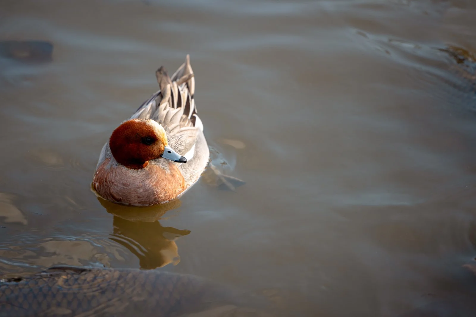 2026 JAPAN KAMAKURA TSURUGAOKA HACHIMANGU SHRINE-21.jpg