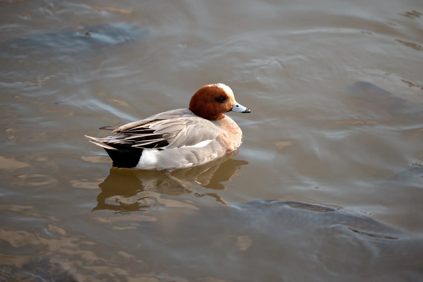 2026 JAPAN KAMAKURA TSURUGAOKA HACHIMANGU SHRINE-22.jpg