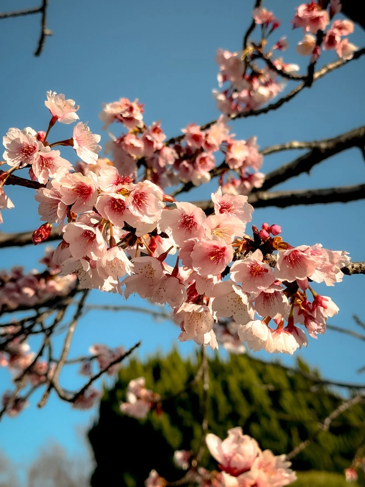 2026 JAPAN KAMAKURA TSURUGAOKA HACHIMANGU SHRINE-29.jpg