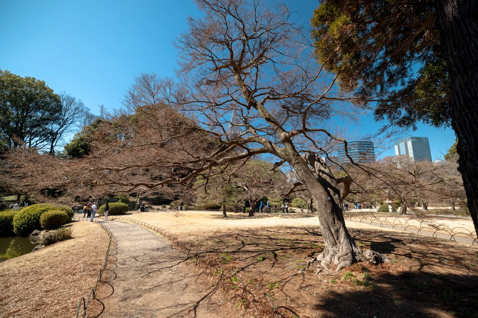 2026 JAPAN TOKYO SHINJUKU GYOEN GARDEN-2.jpg