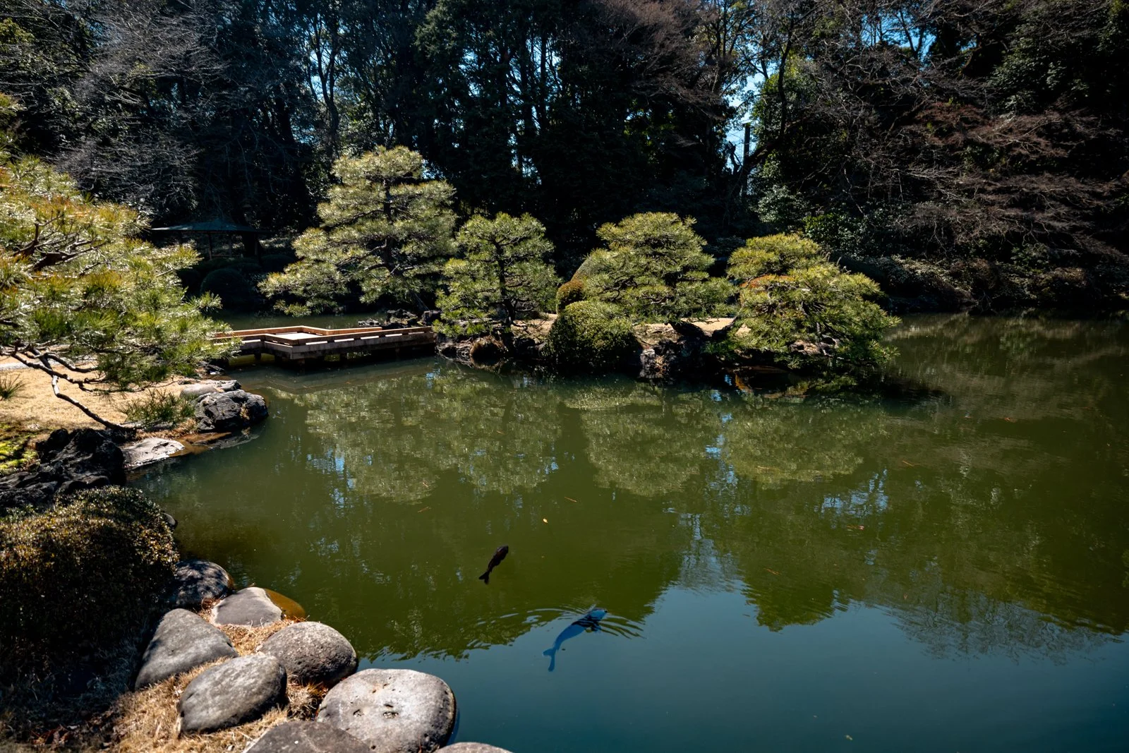 2026 JAPAN TOKYO SHINJUKU GYOEN GARDEN-6.jpg