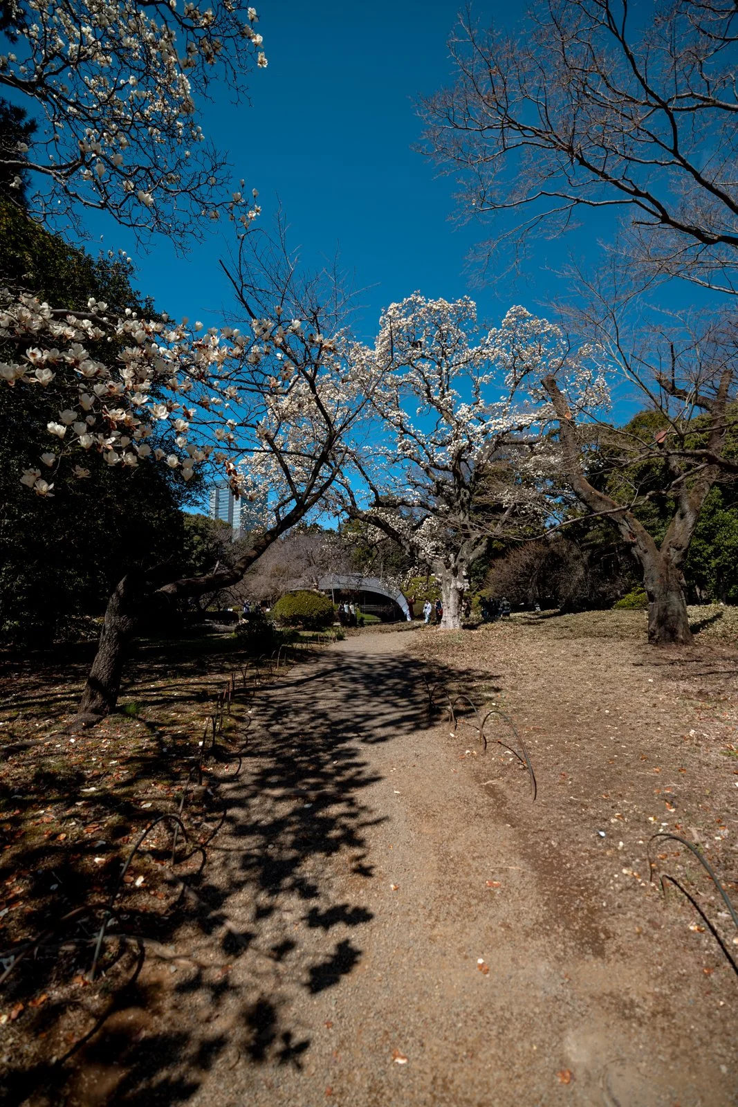 2026 JAPAN TOKYO SHINJUKU GYOEN GARDEN-9.jpg