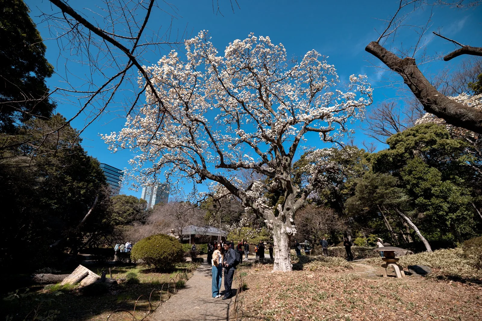 2026 JAPAN TOKYO SHINJUKU GYOEN GARDEN-10.jpg